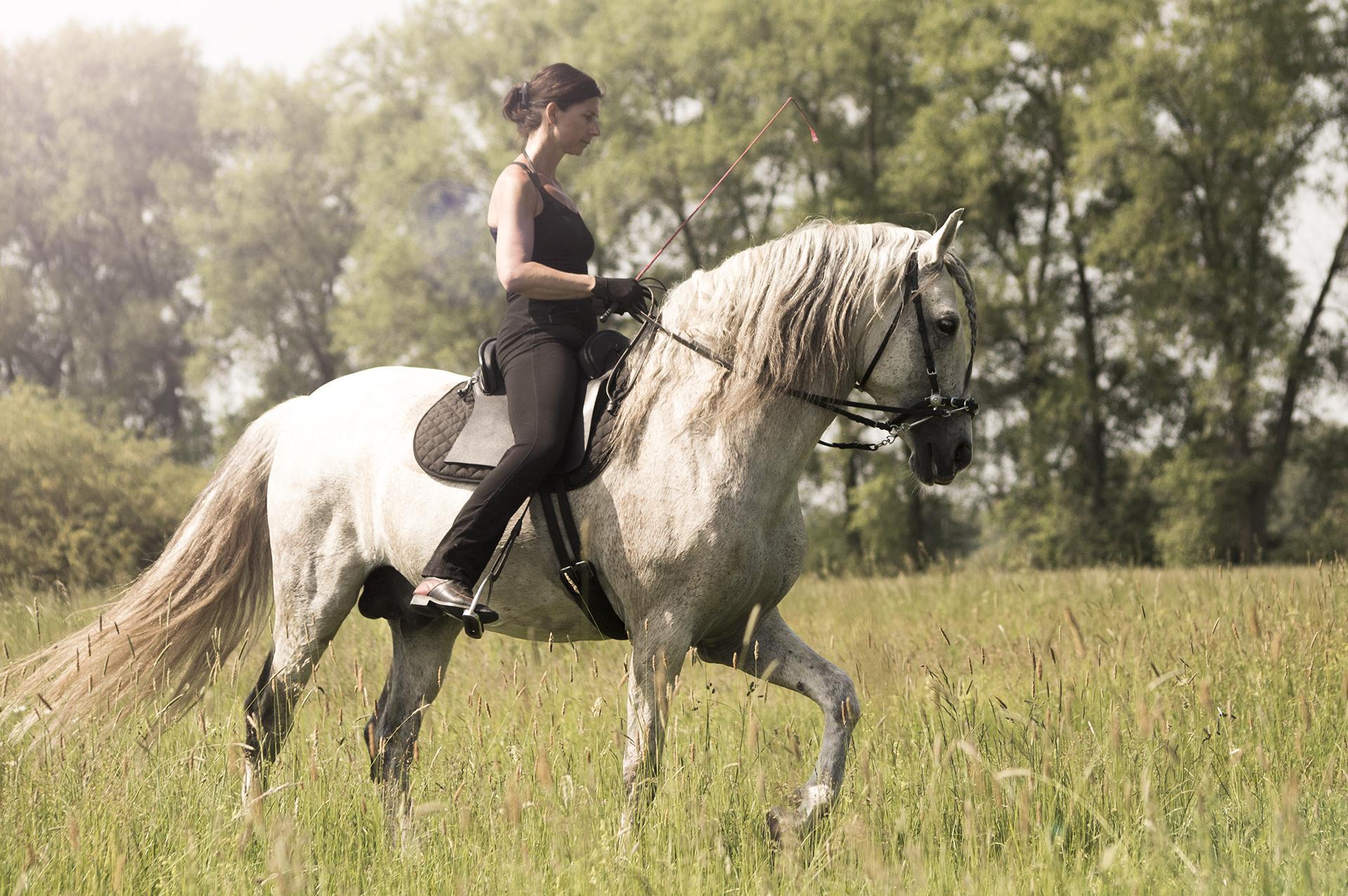 AEQUILIBRIUM ASHAADOX