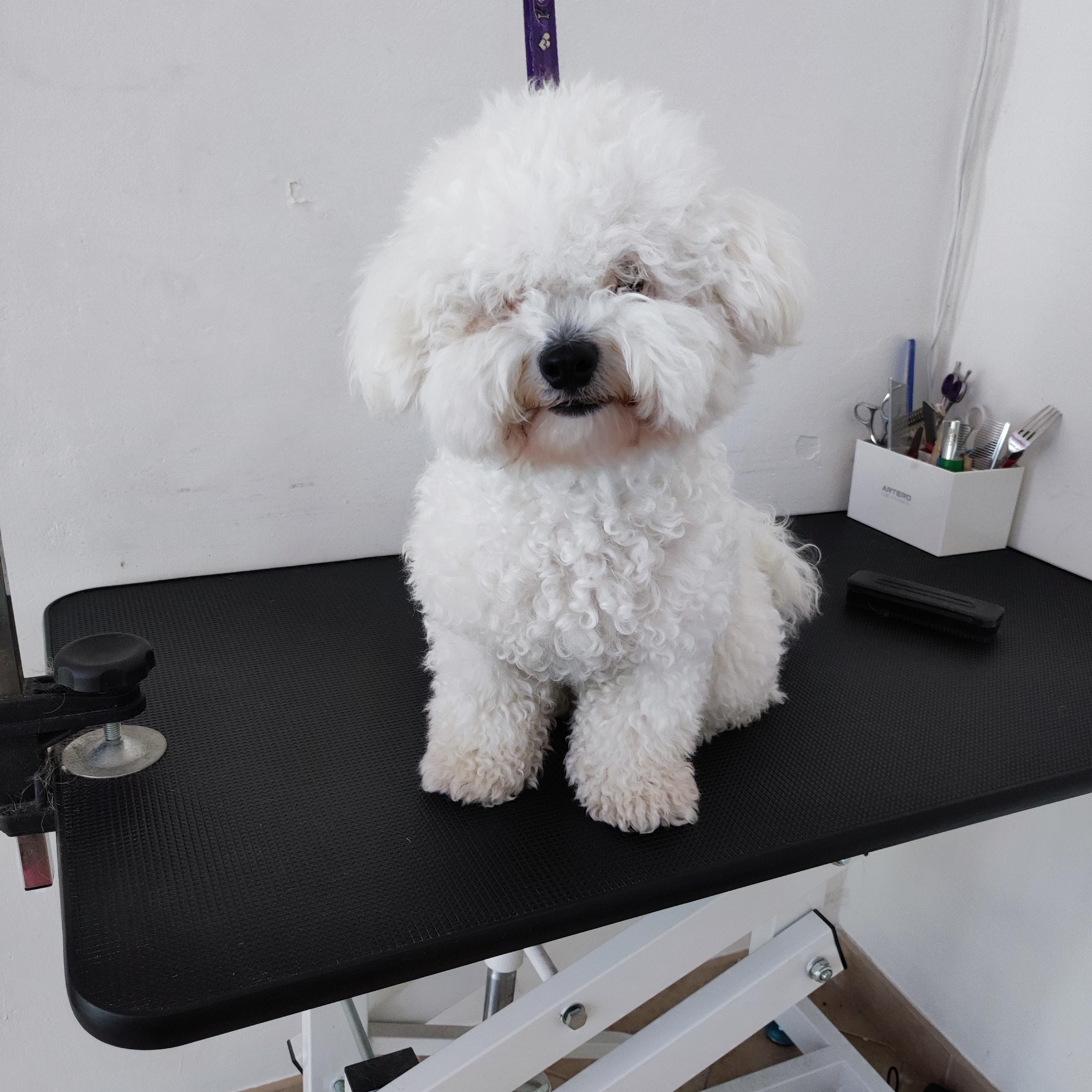 Psí salon Allgroom foto 5