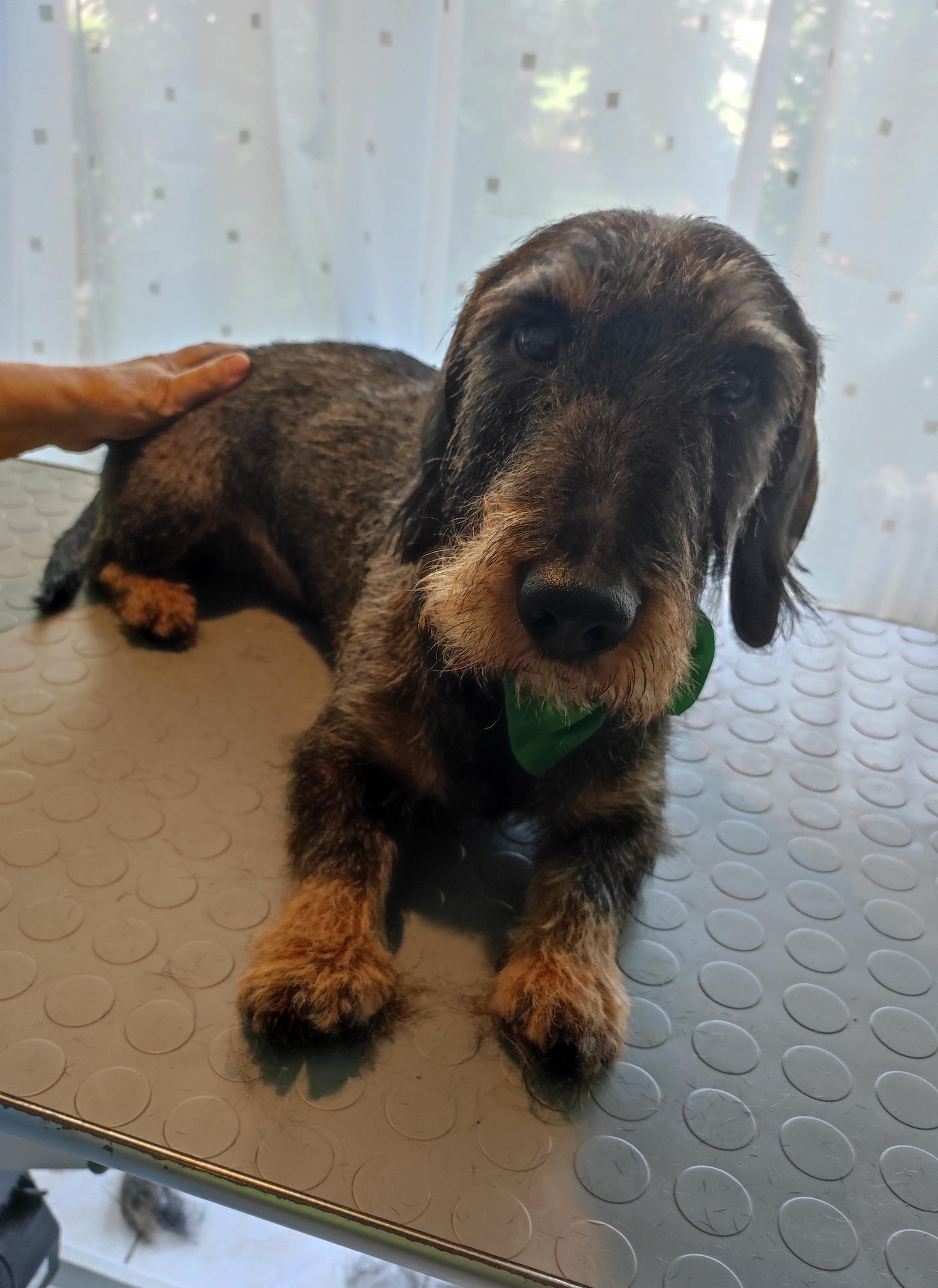 Psí salon - Helena Zajícová foto 6