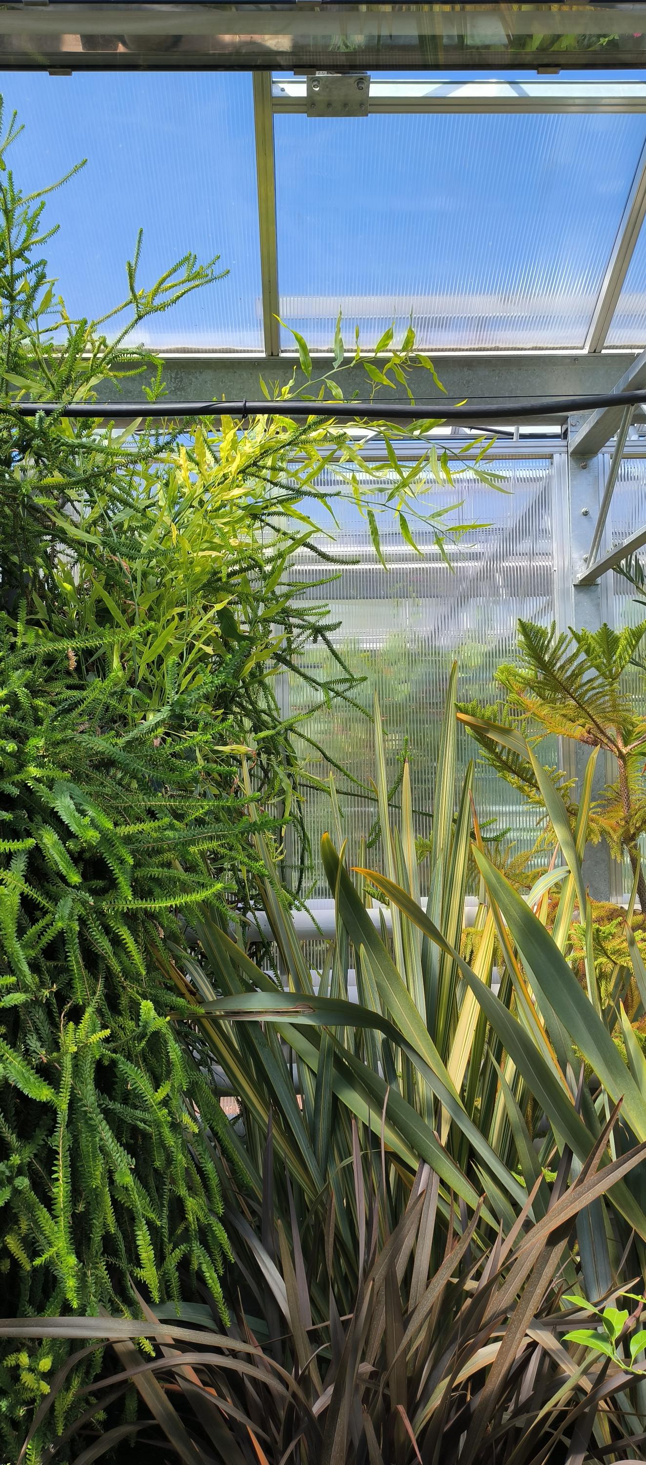 ČZU - Botanická zahrada Fakulty tropického zemědělství foto 3