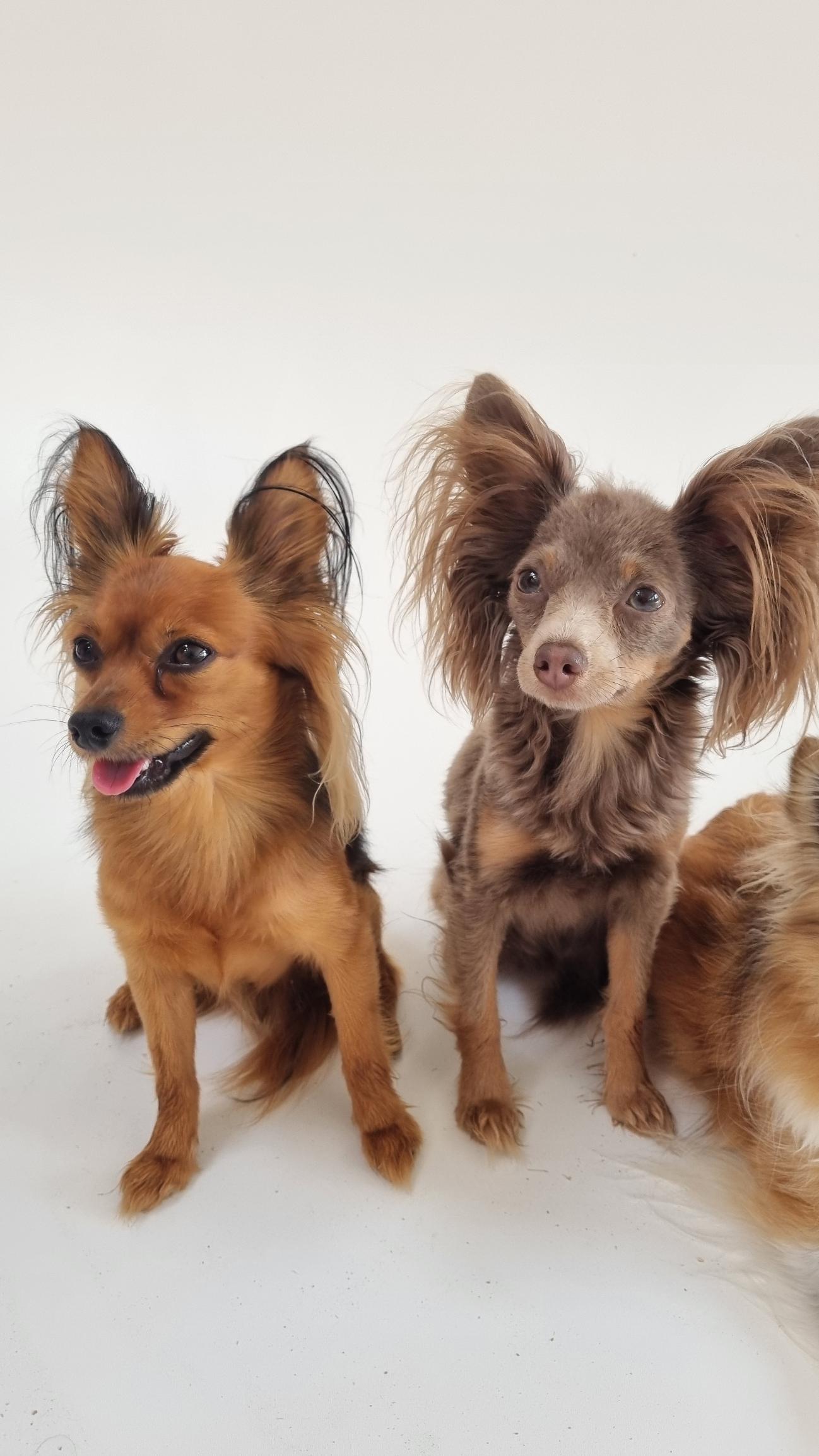 Chovatelská stanice Jezerní růže foto 2