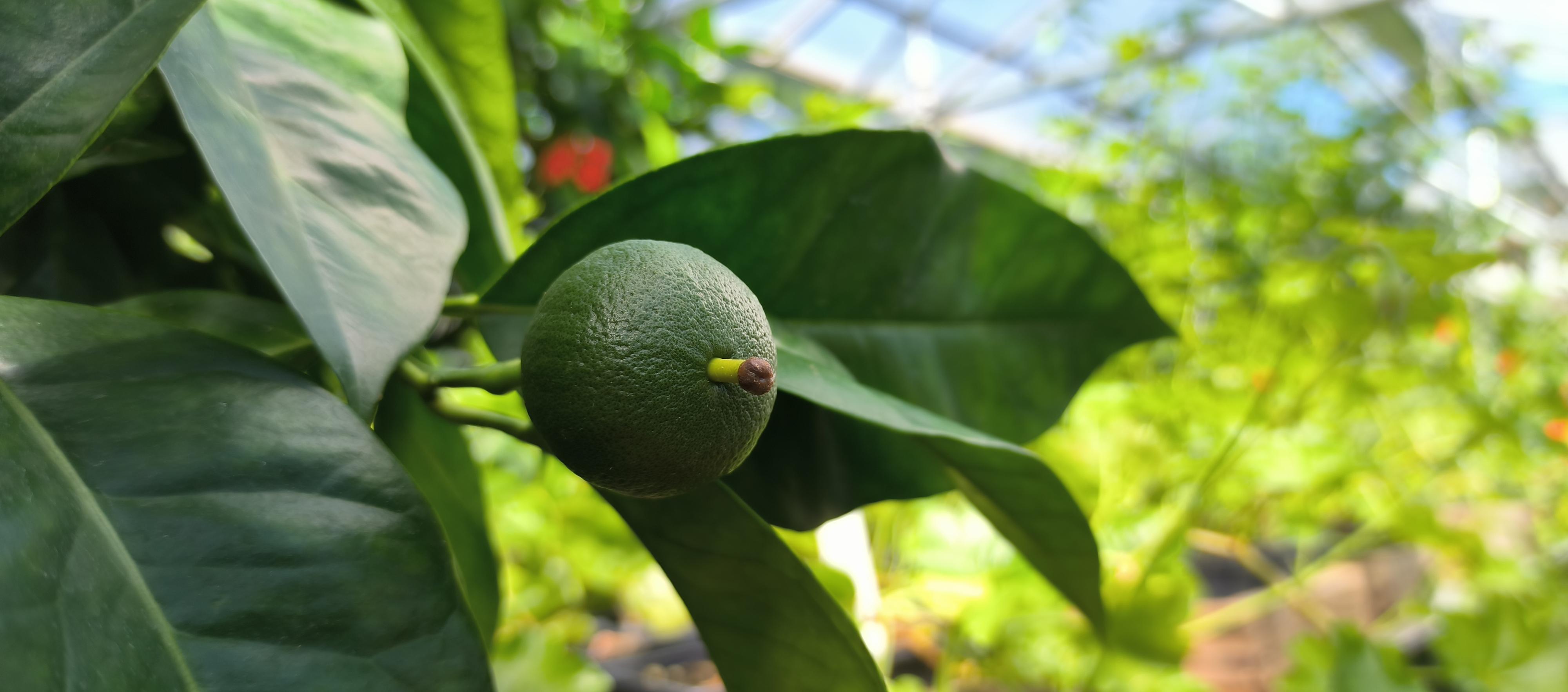 ČZU - Botanická zahrada Fakulty tropického zemědělství foto 4