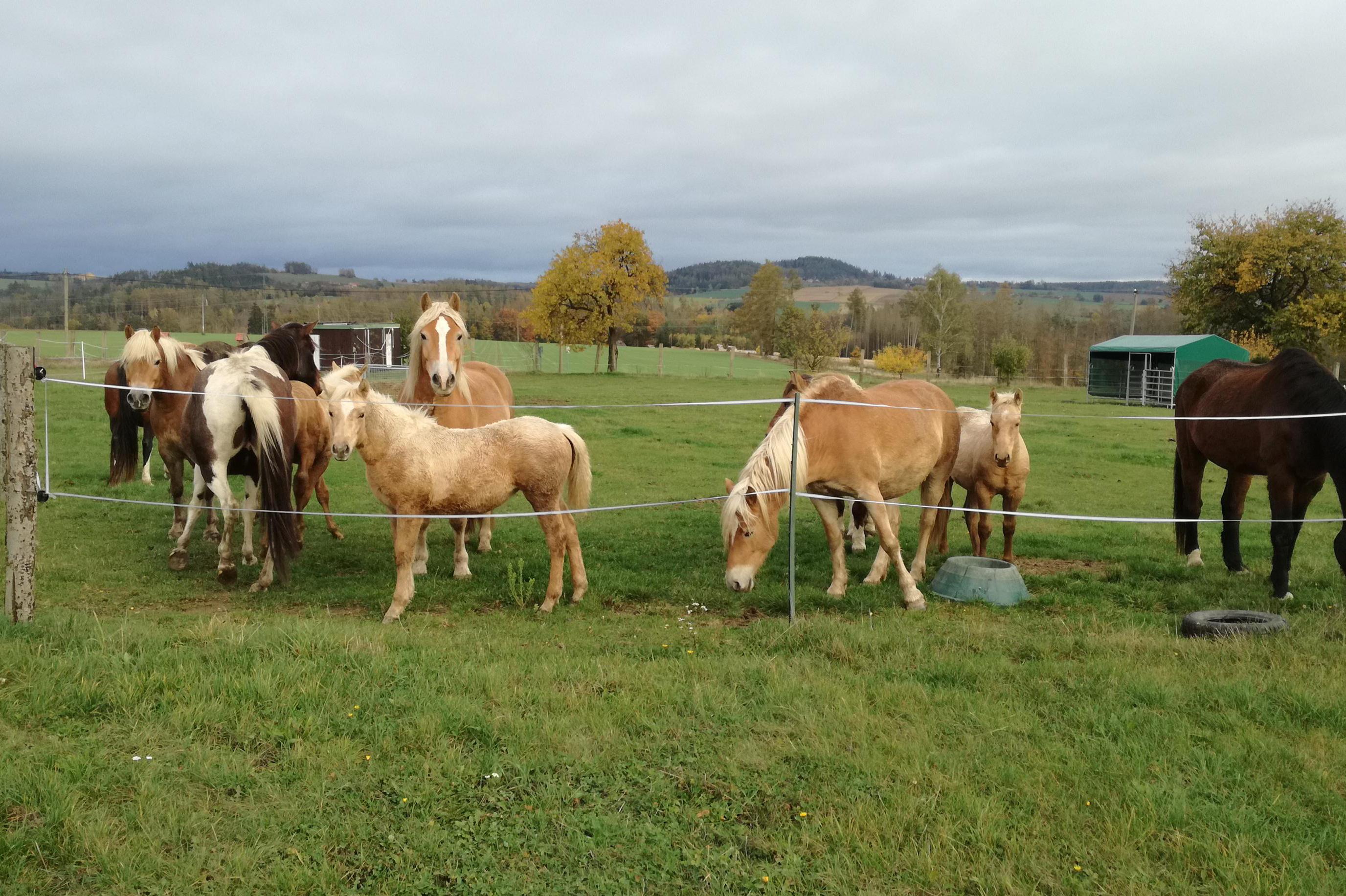 Pastevní ustájení koní Jaroslav Dufek