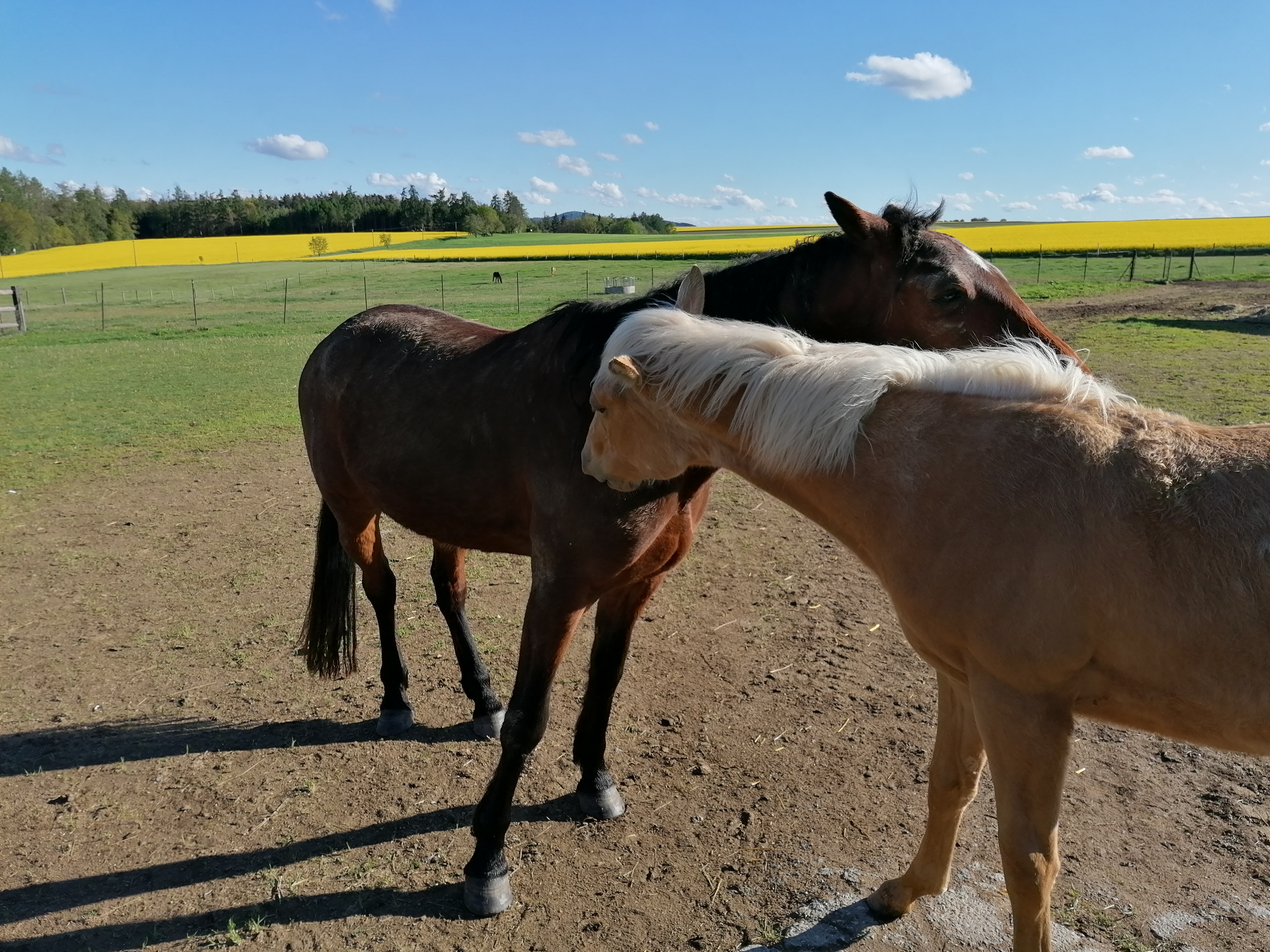 Pastevní ustájení koní Jaroslav Dufek foto 2