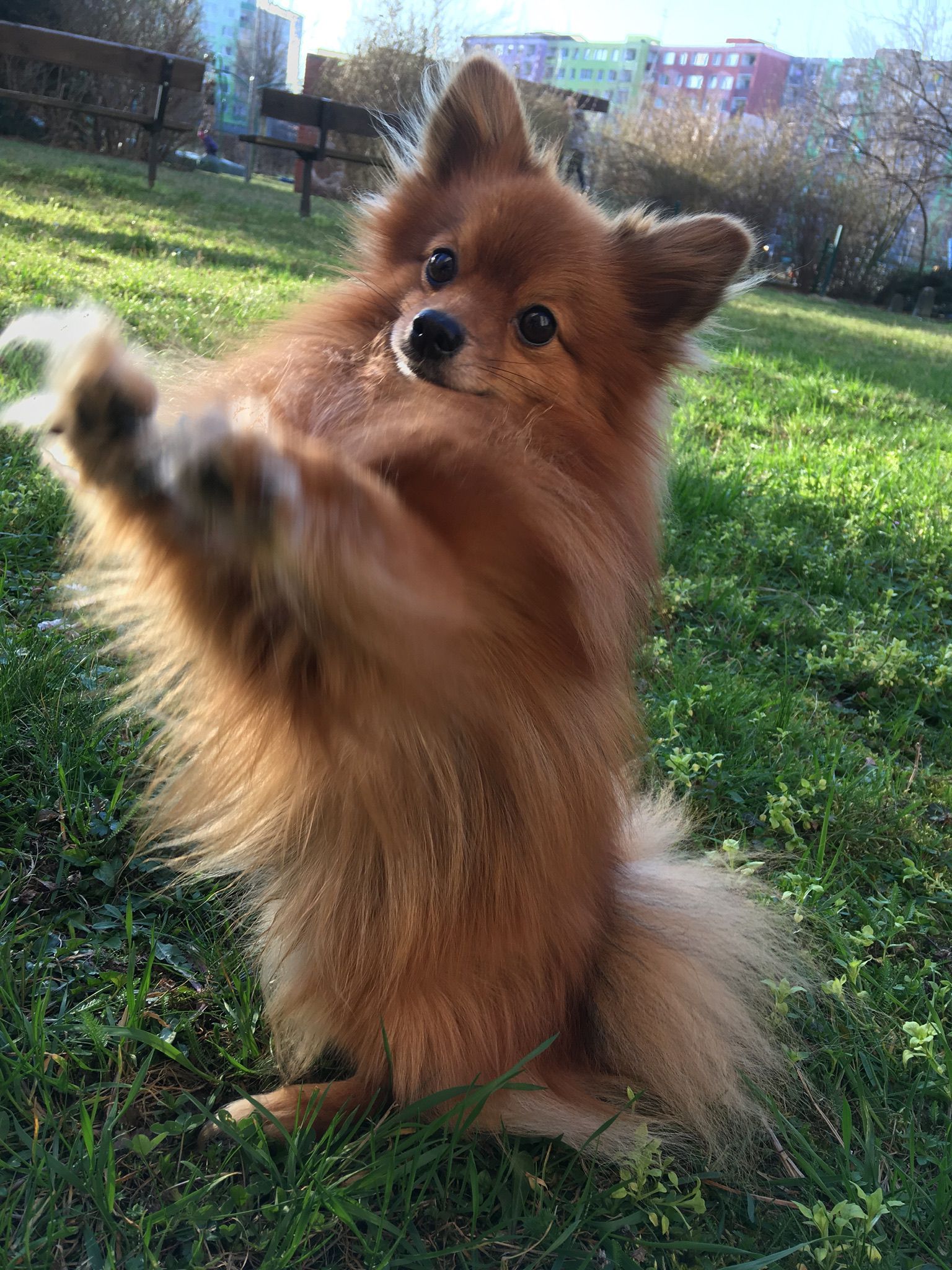 Psí výcviková škola Stars foto 3