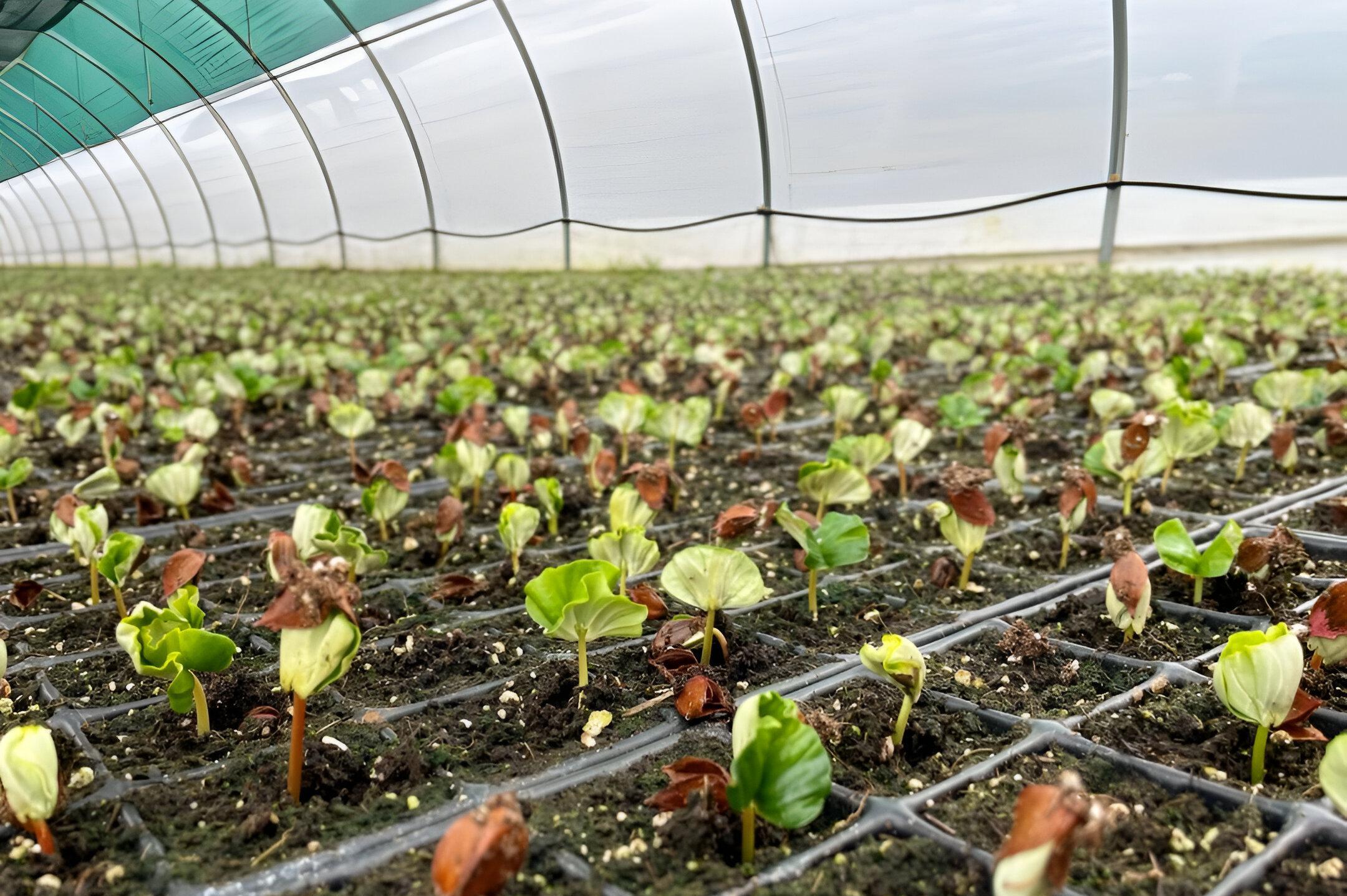Jihozápadní dřevařská a.s. - Lesní školka Františkova Ves