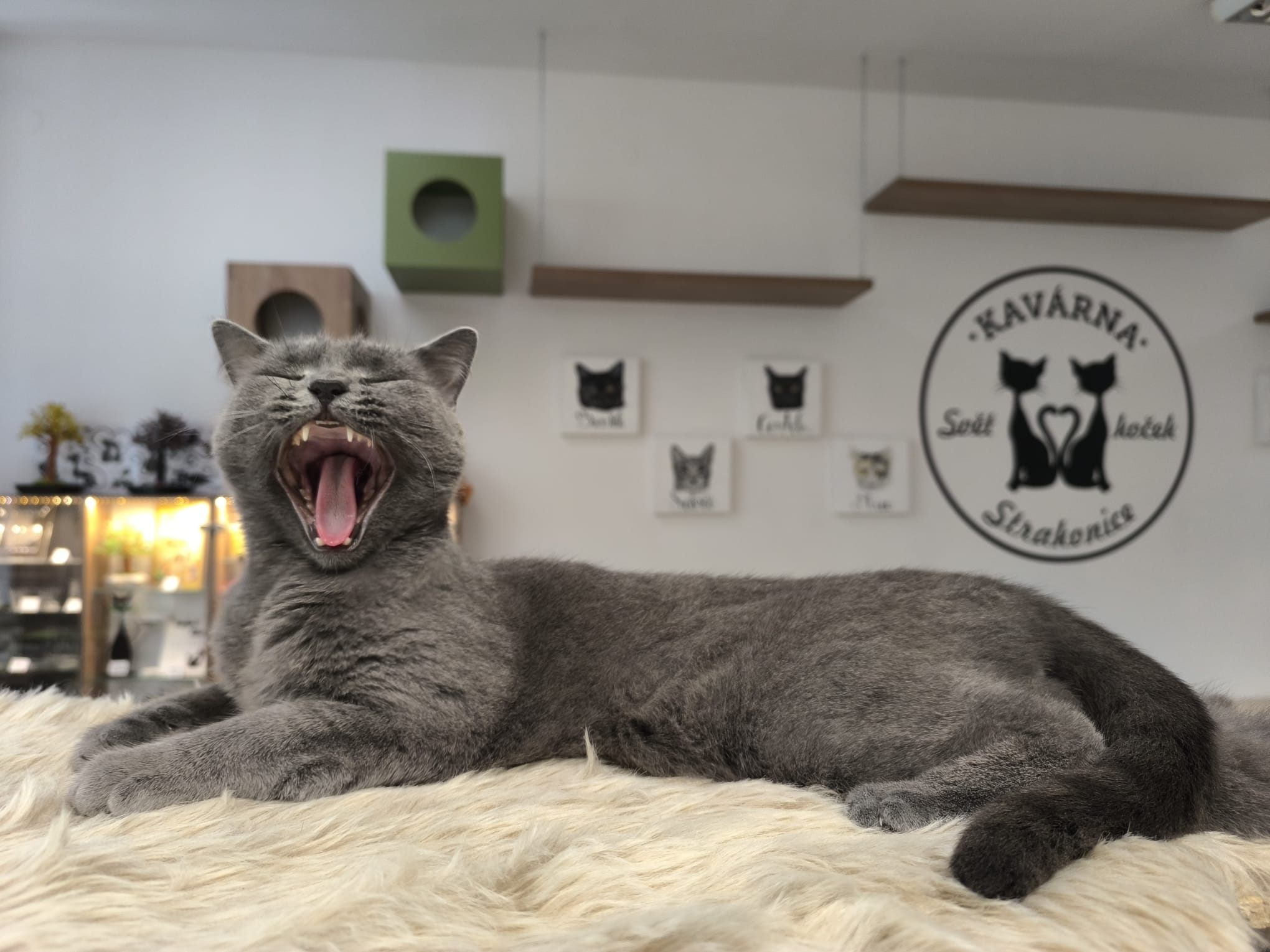 Kavárna svět koček foto 4