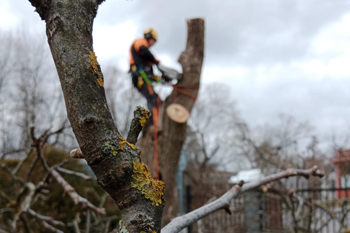 Řez stromů a keřů, Radek Křenek