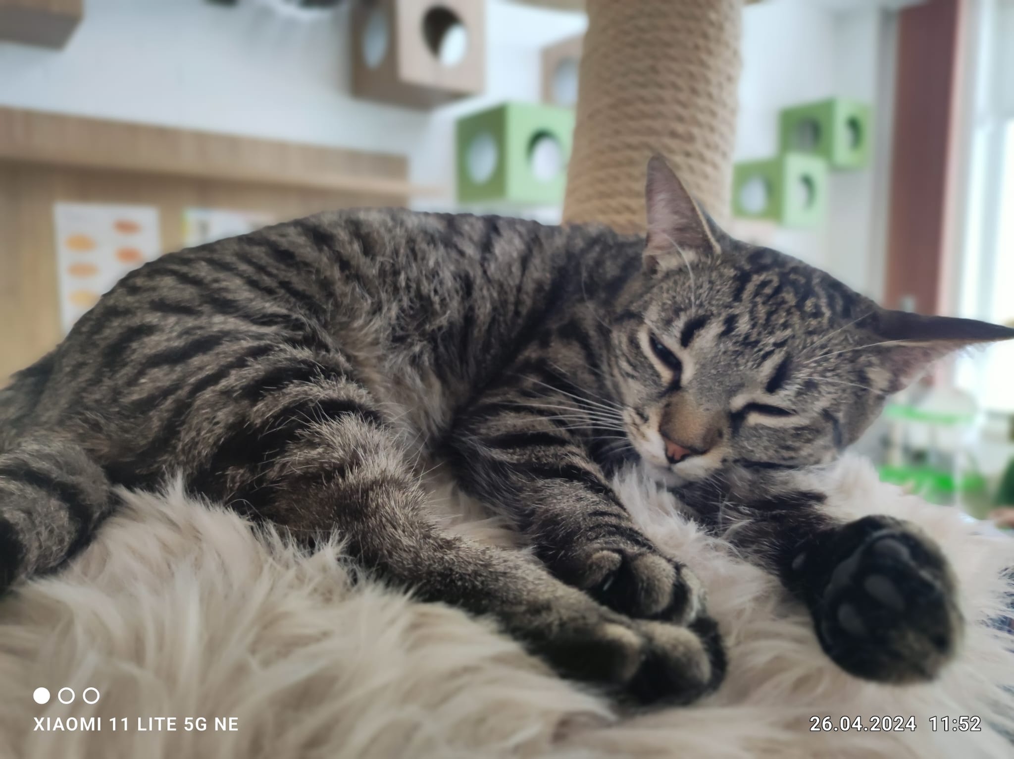 Kavárna svět koček foto 2