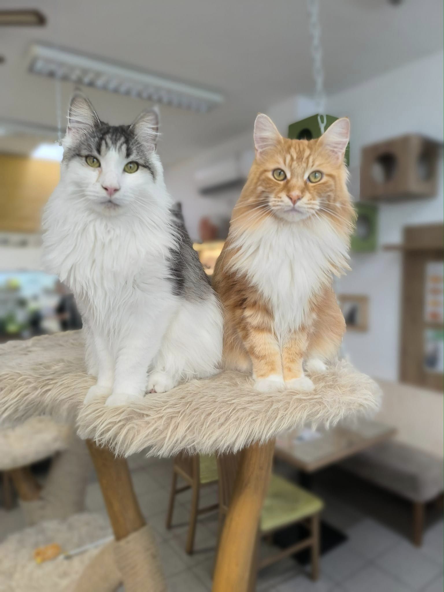 Kavárna svět koček foto 3