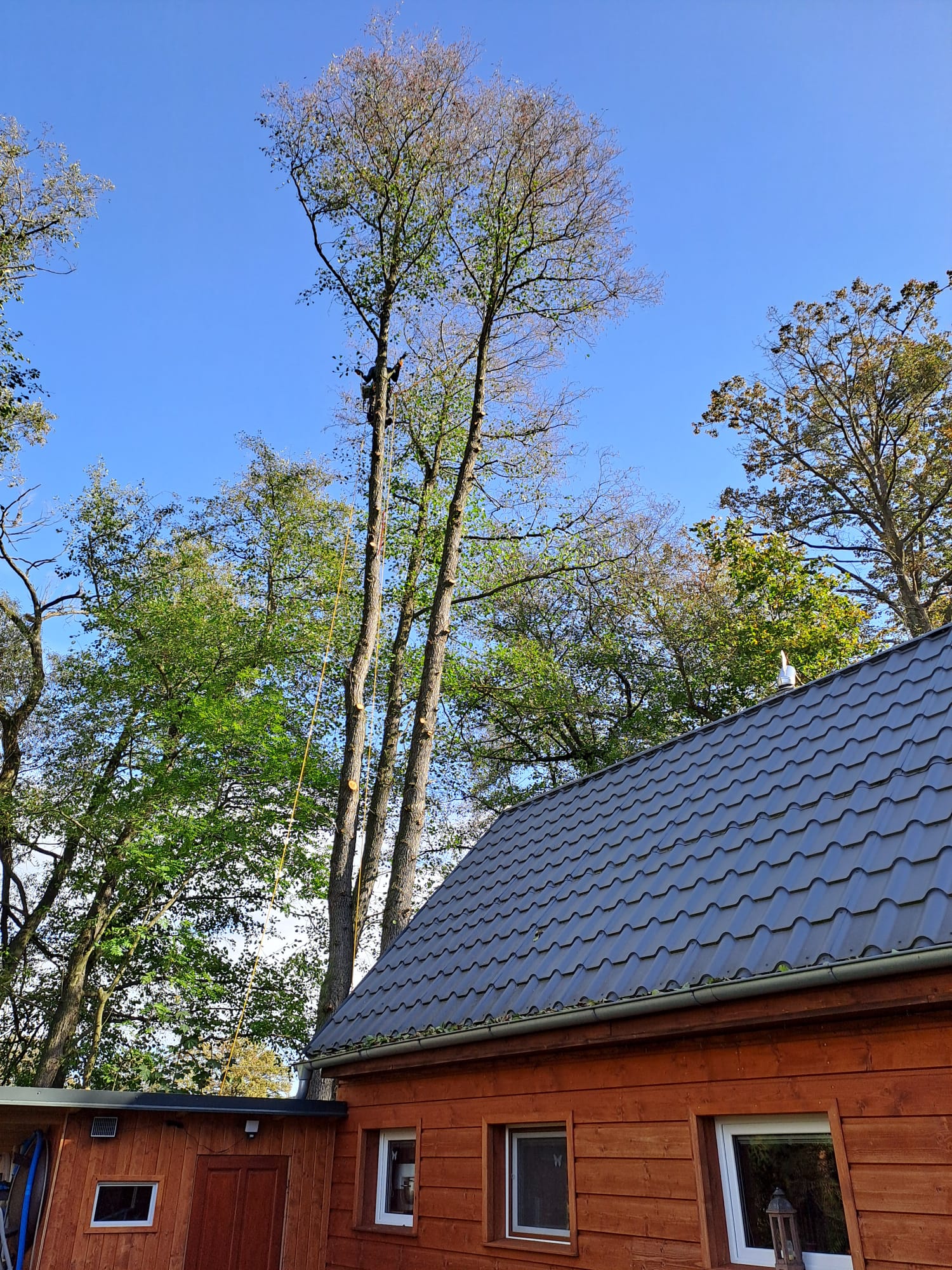 TreeAxe.cz foto 3
