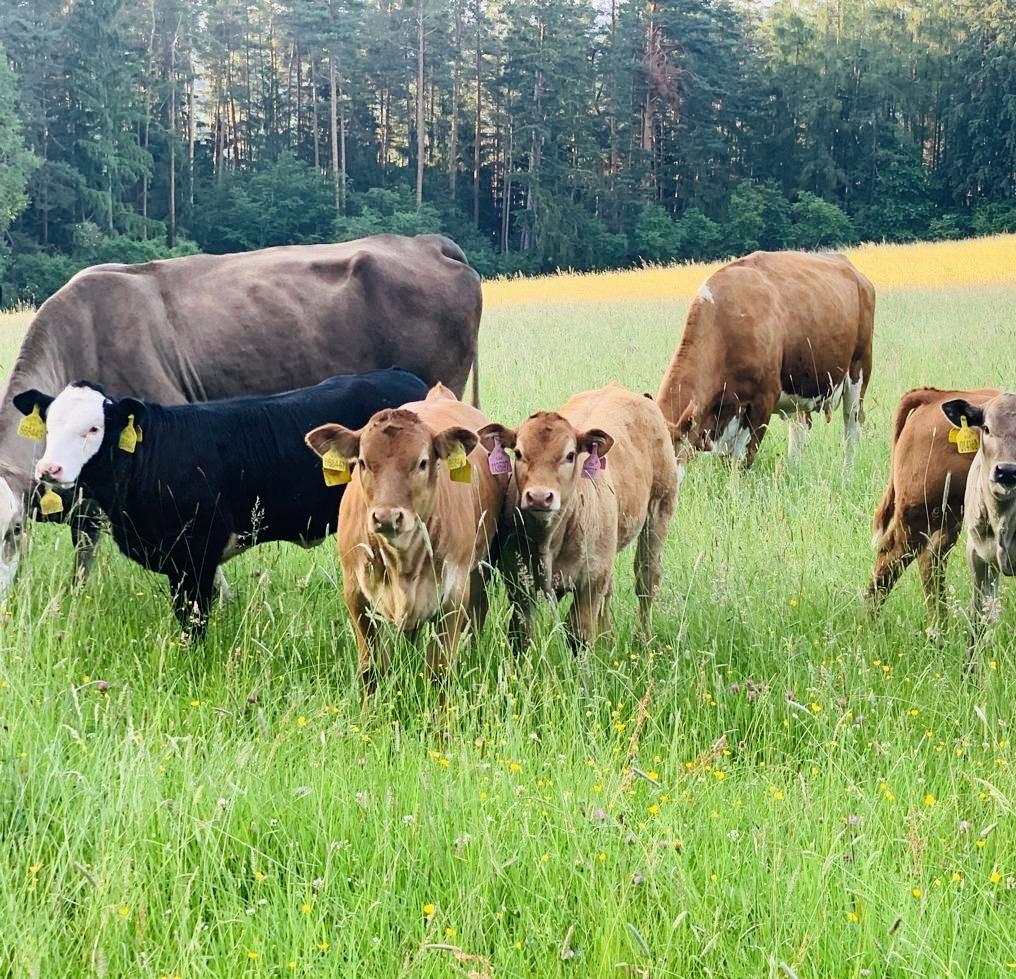 Farma Třísov foto 2