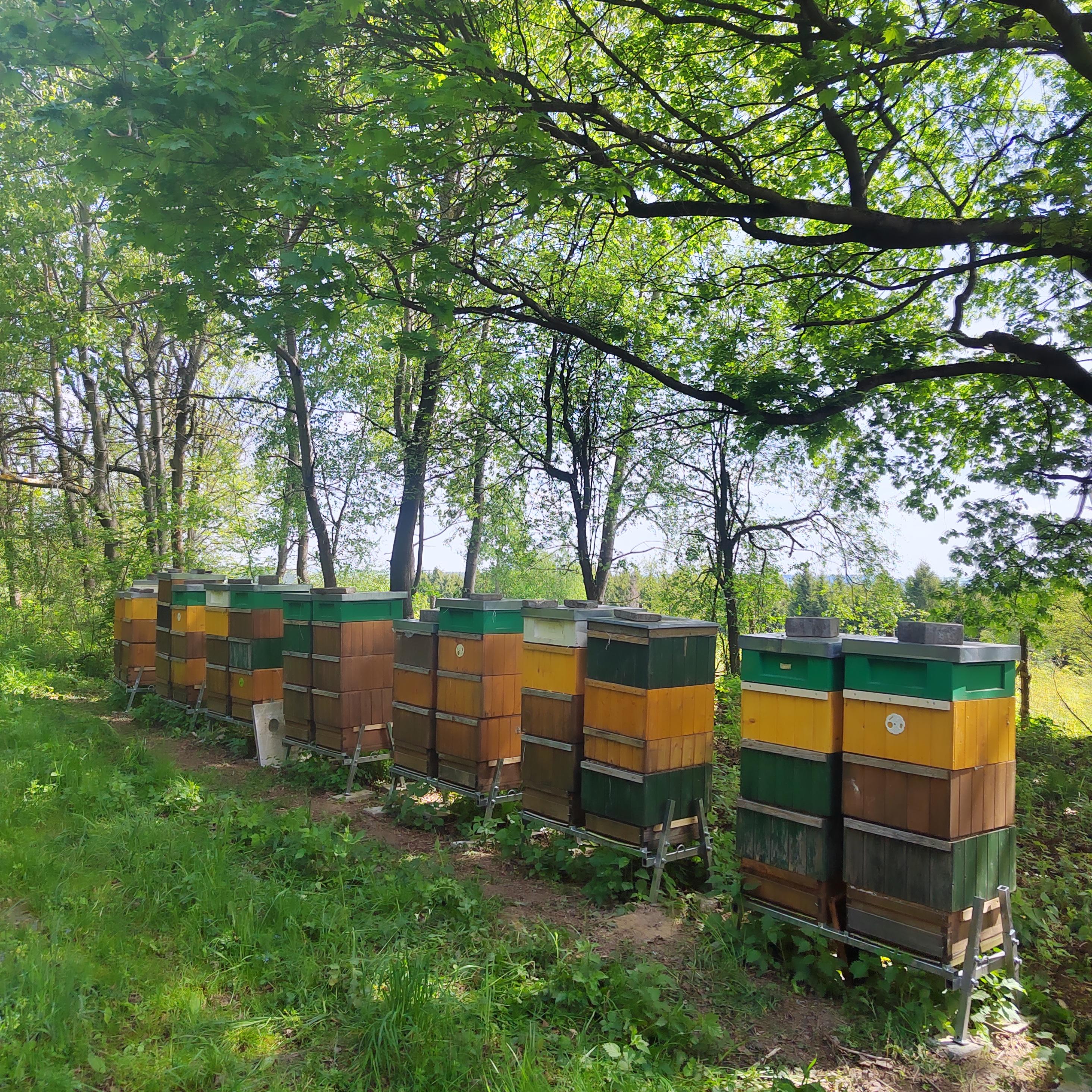 Včelařství Vranik foto 5