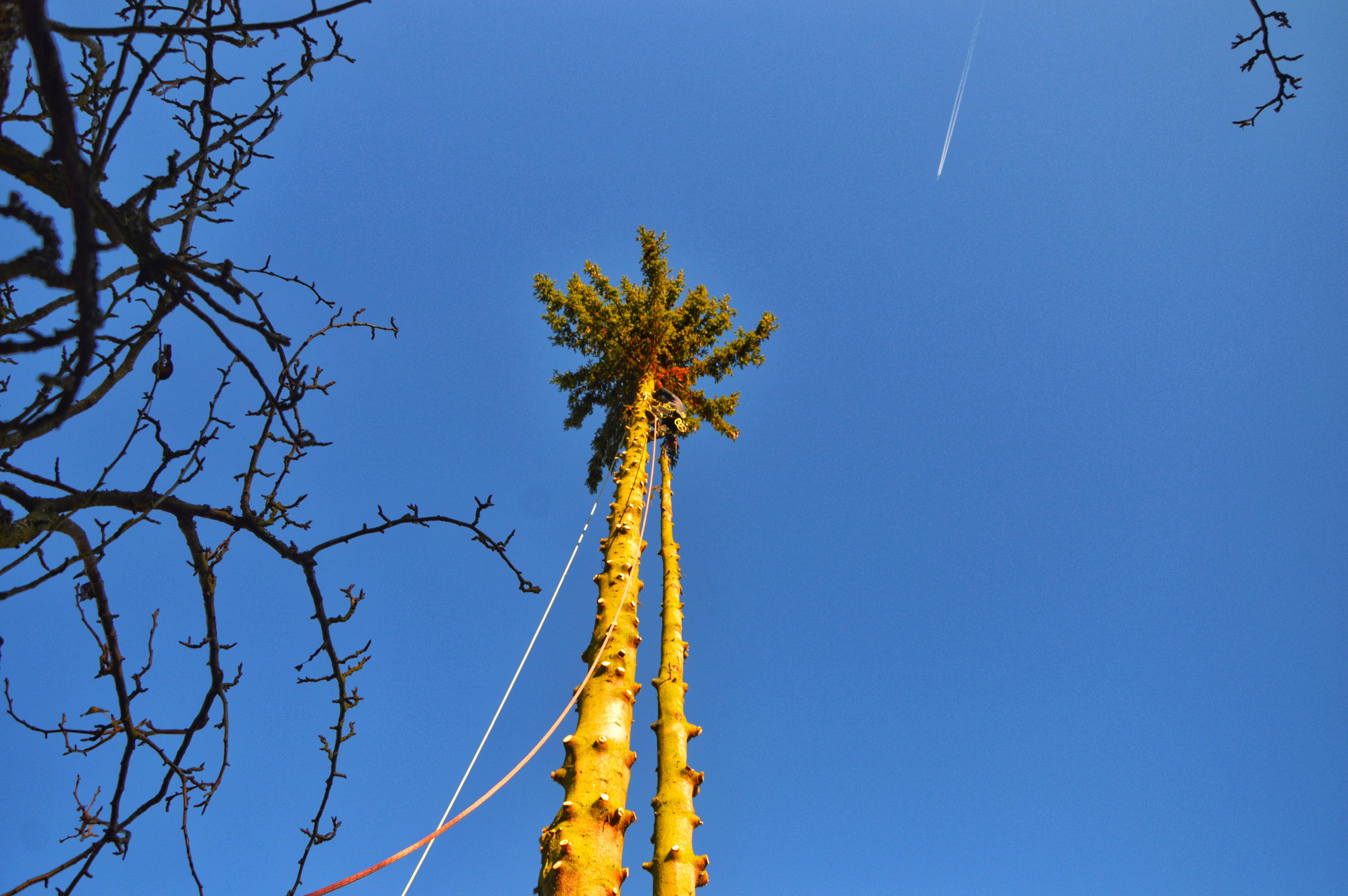 PeTREEs foto 3
