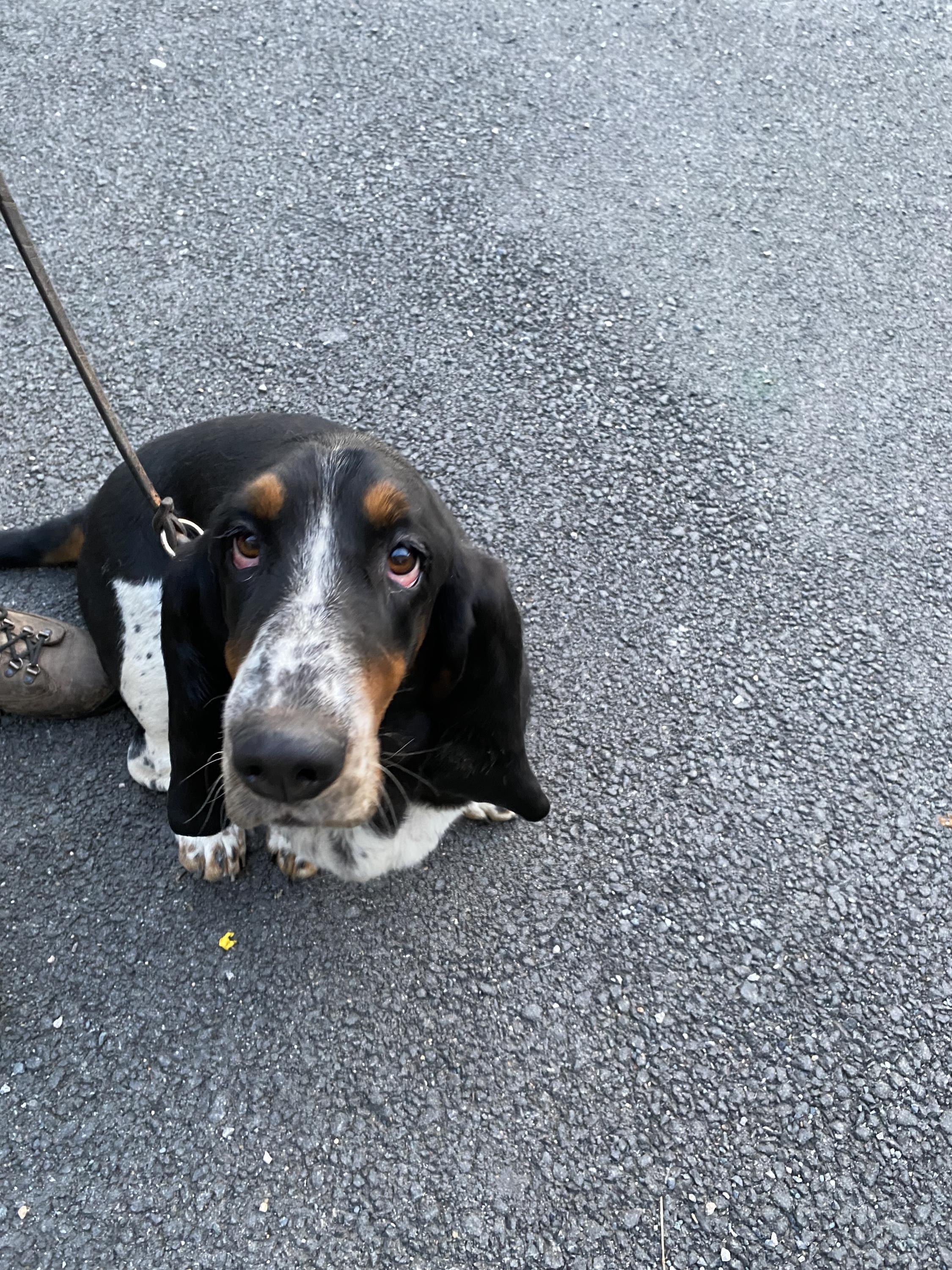 Výchova psů Evgeniya Karlova foto 6