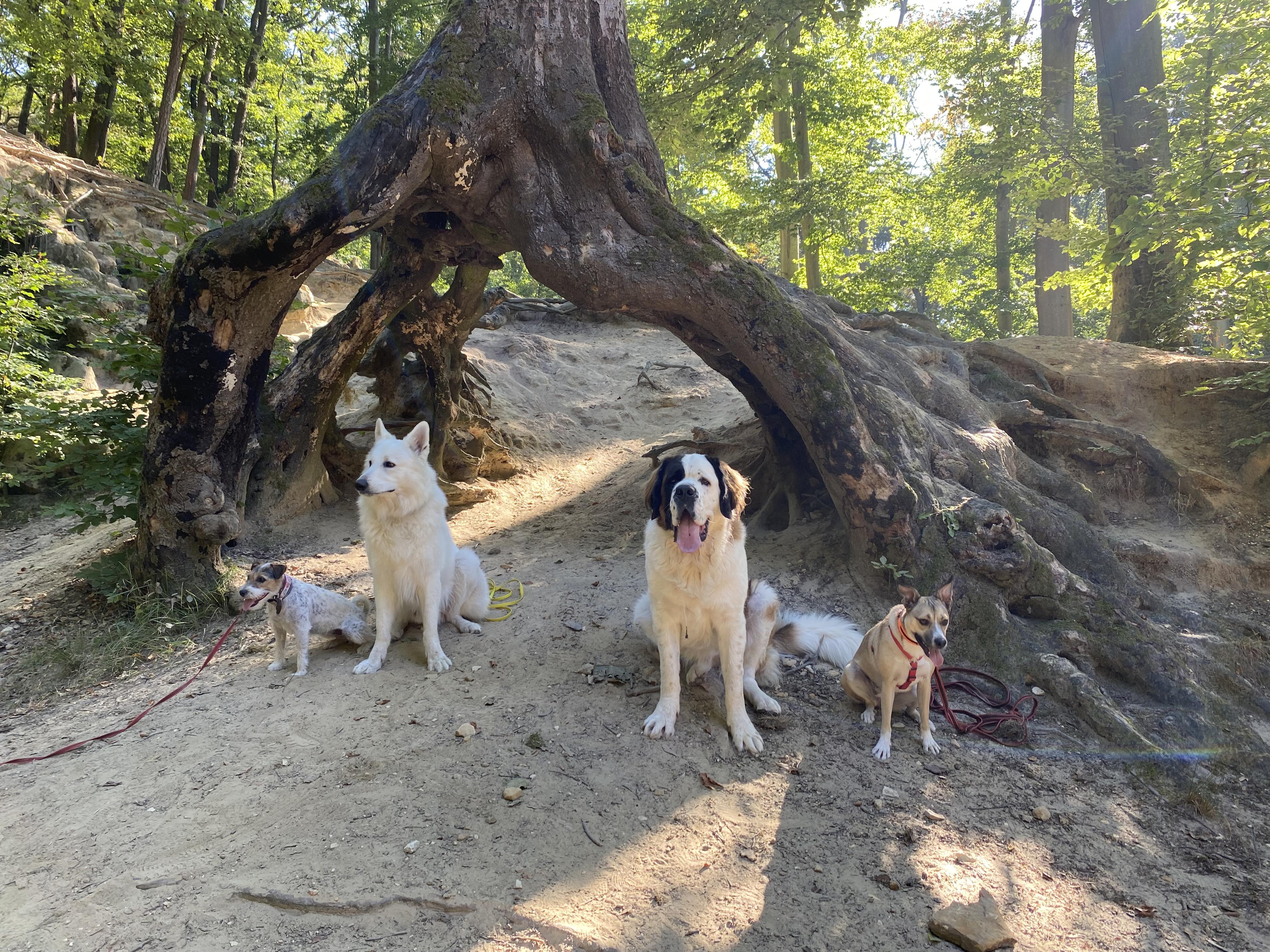 Výchova psů Evgeniya Karlova foto 3