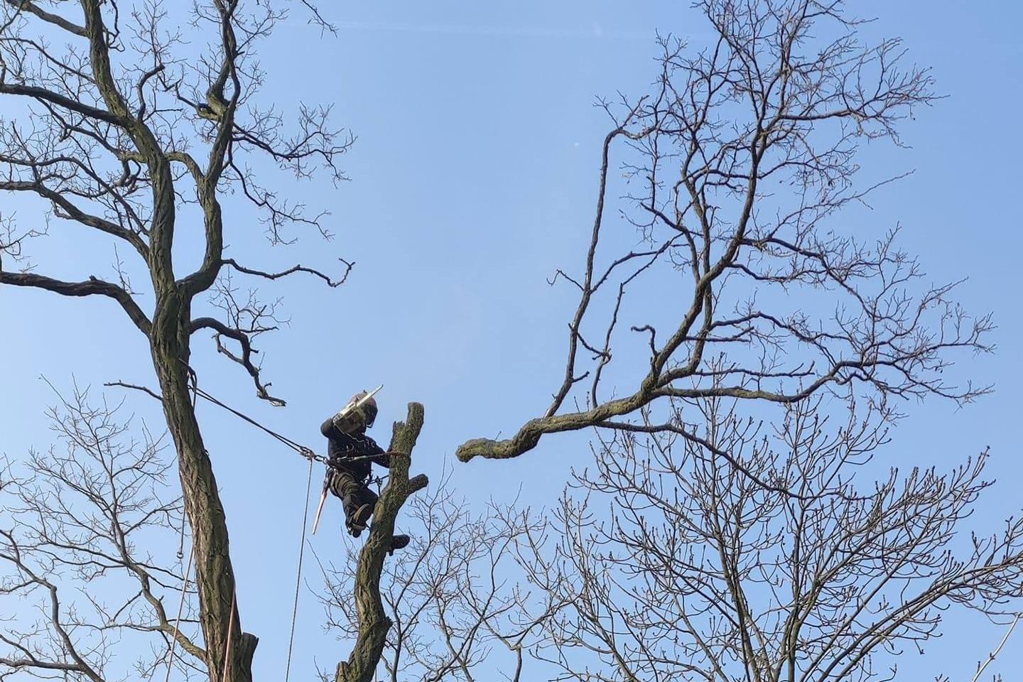 Jakub Štěpaník - Rizikové kácení stromů a stavební práce foto 2