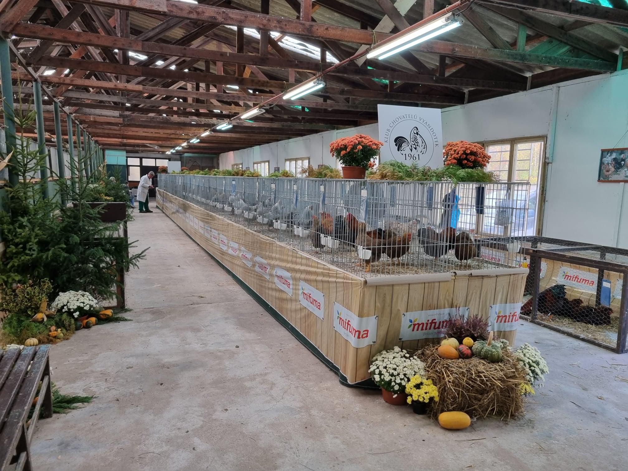 Klub chovatelů drůbeže vyandotek, z.s. foto 1