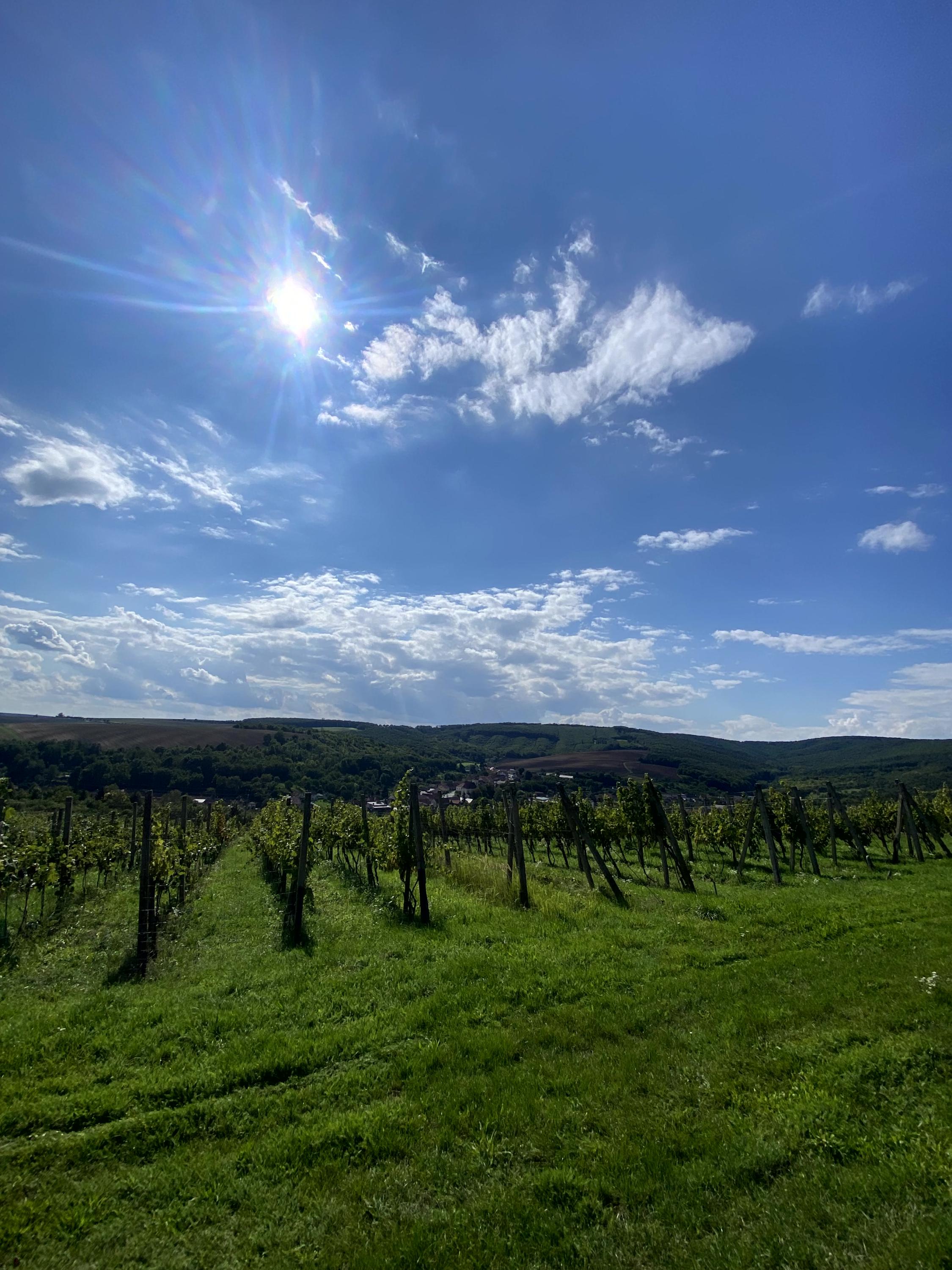 Vinařství Vystoupil foto 3