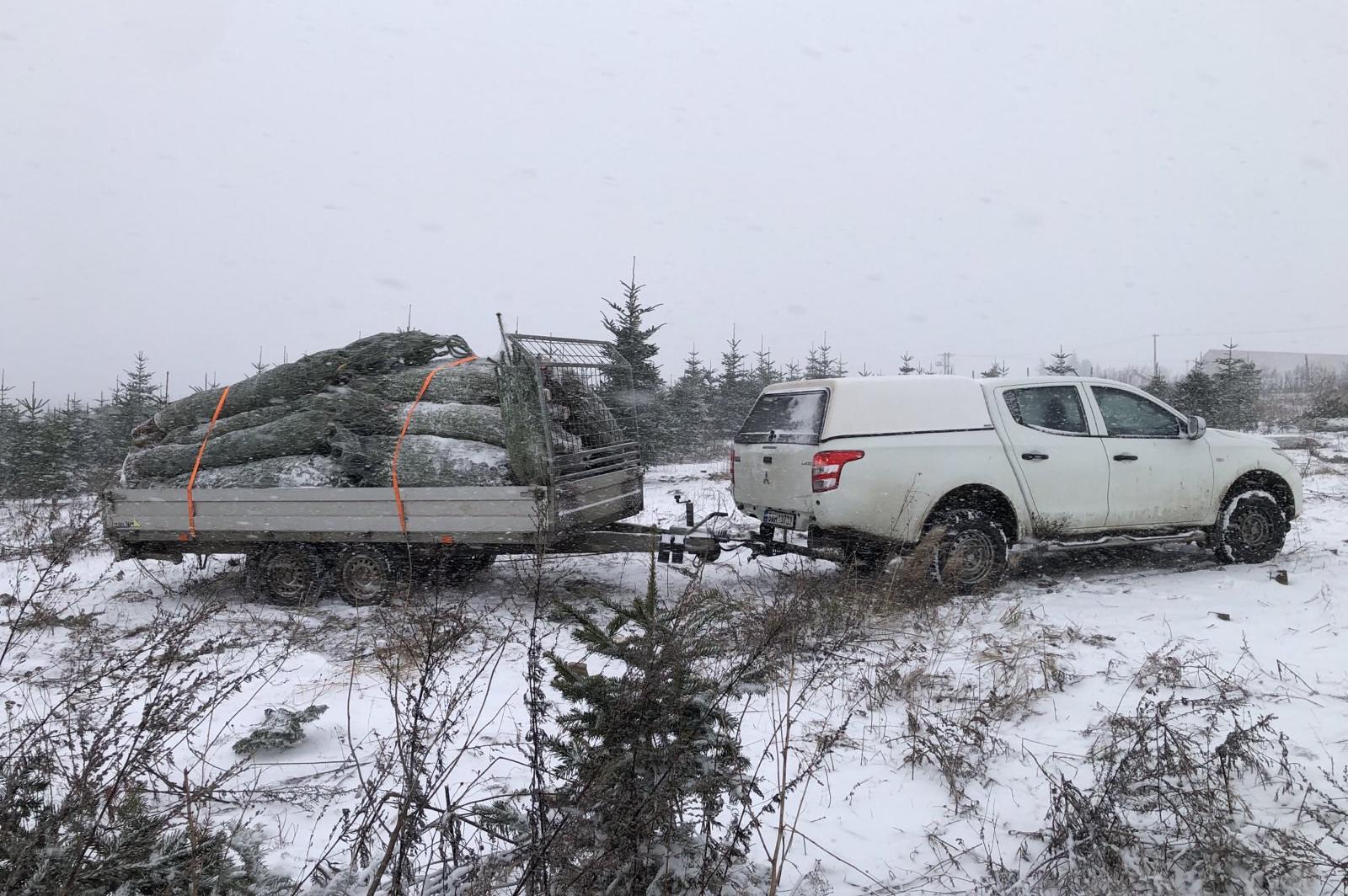 ČESKÝ VÁNOČNÍ STROMEK