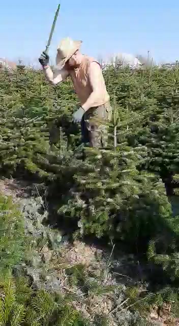Český vánoční stromek foto 2 (náhled videa)