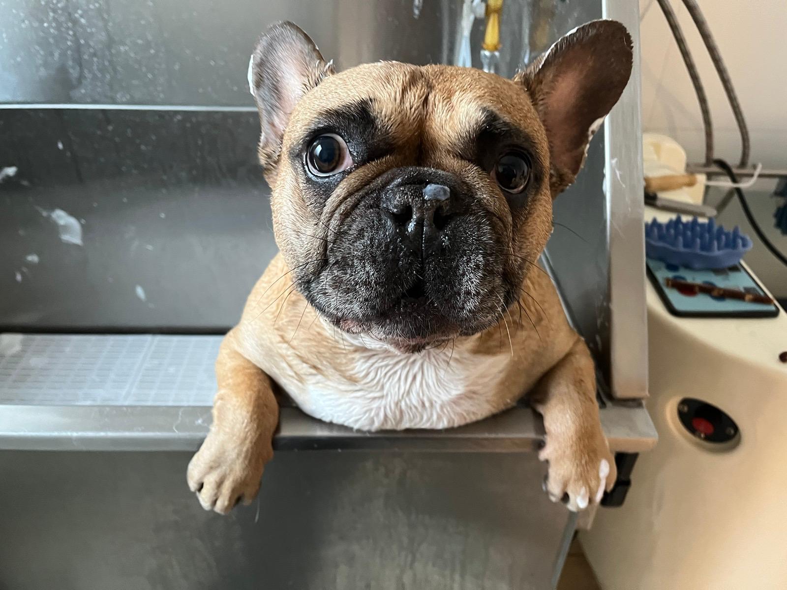 Oh my dog -  psí salon & wellness foto 3