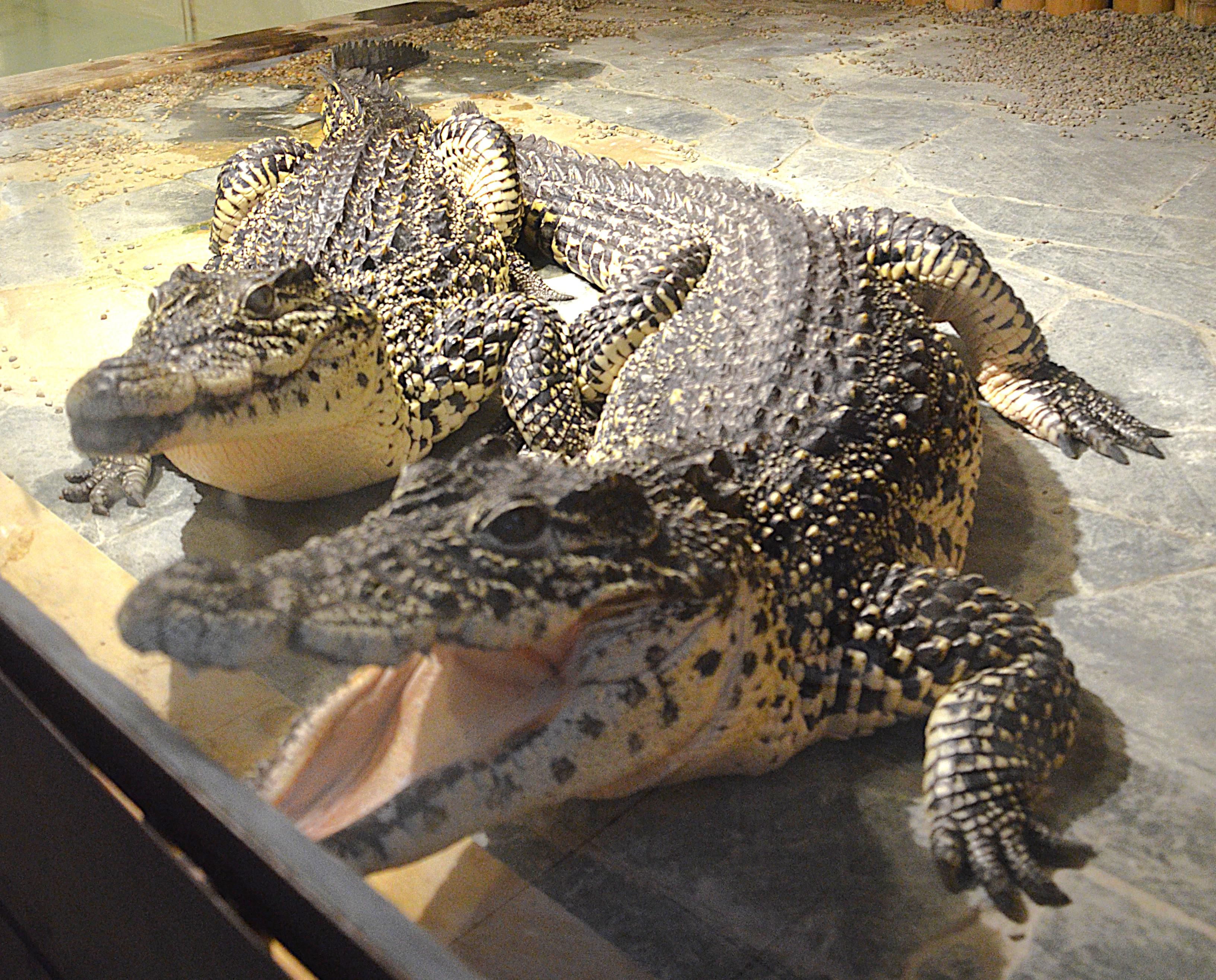 Krokodýlí a želví ZOO Praha foto 6