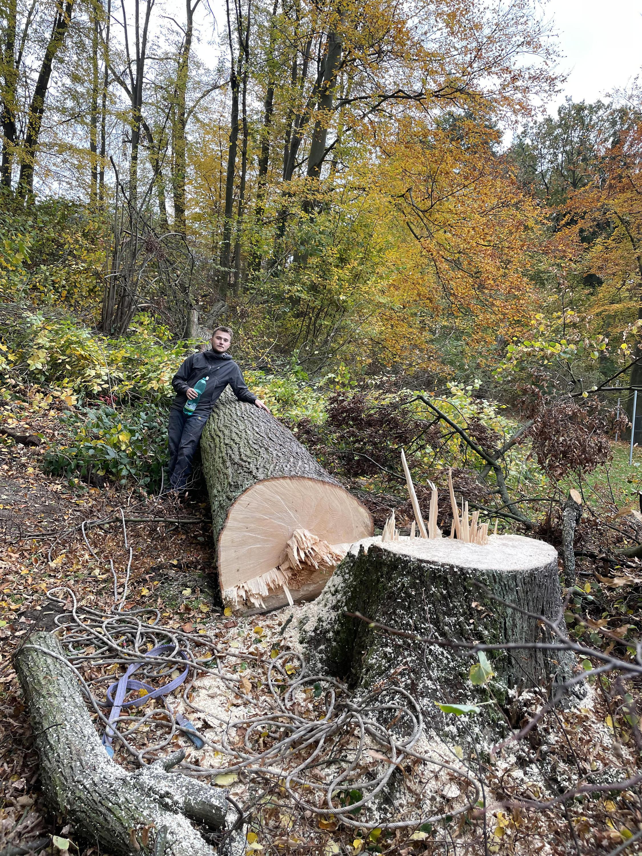 Etreestrvice - Rizikové kácení stromů foto 6