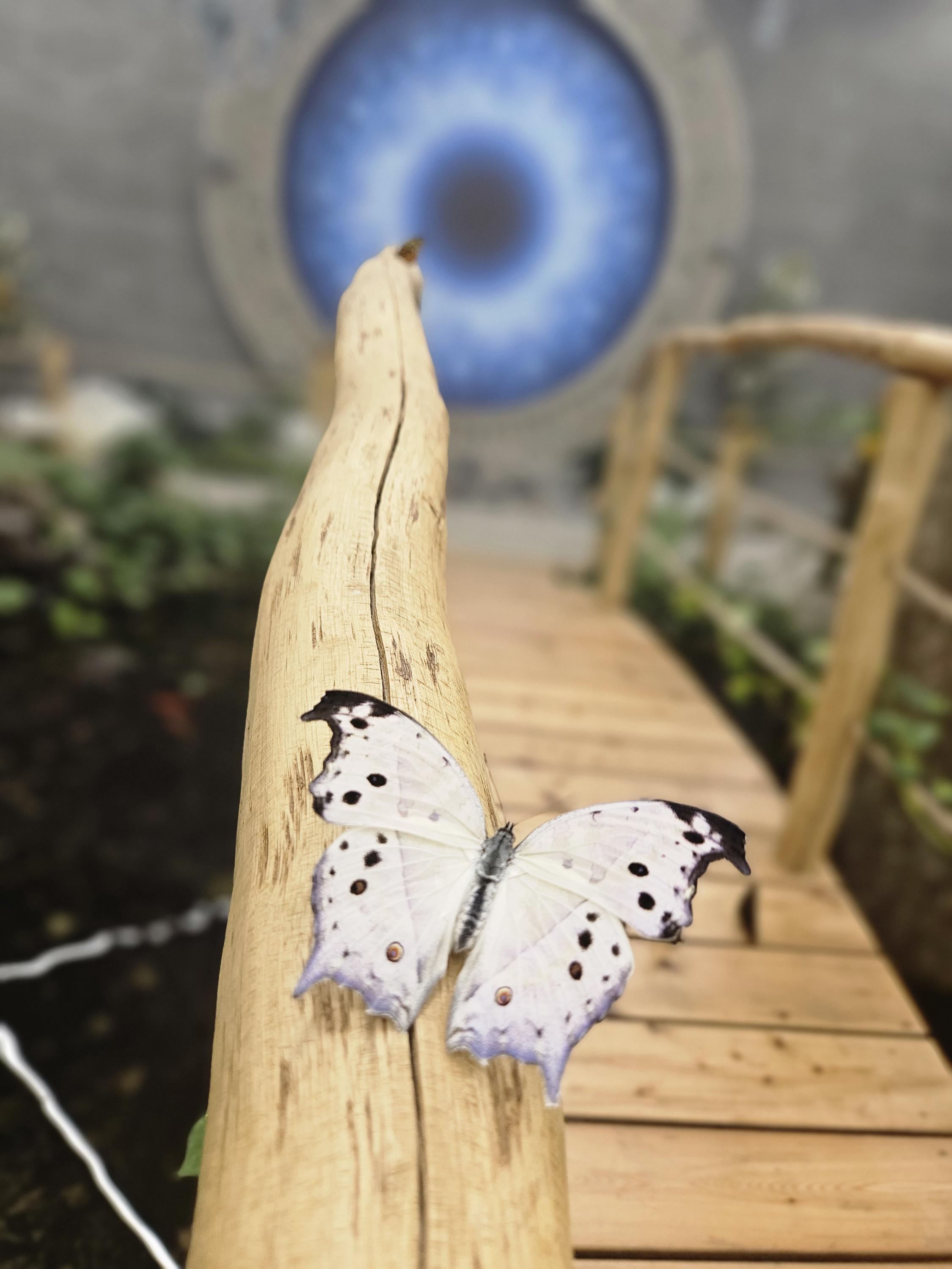 Papilonia – motýlí dům Karlštejn foto 3