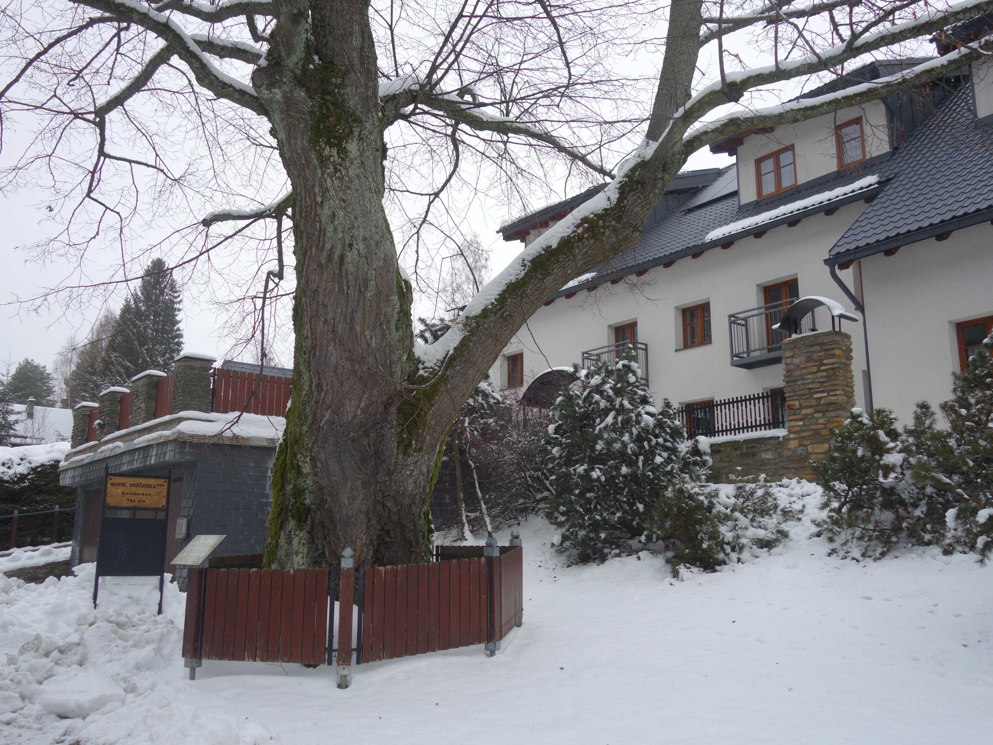 Horský hotel Sněženka foto 5