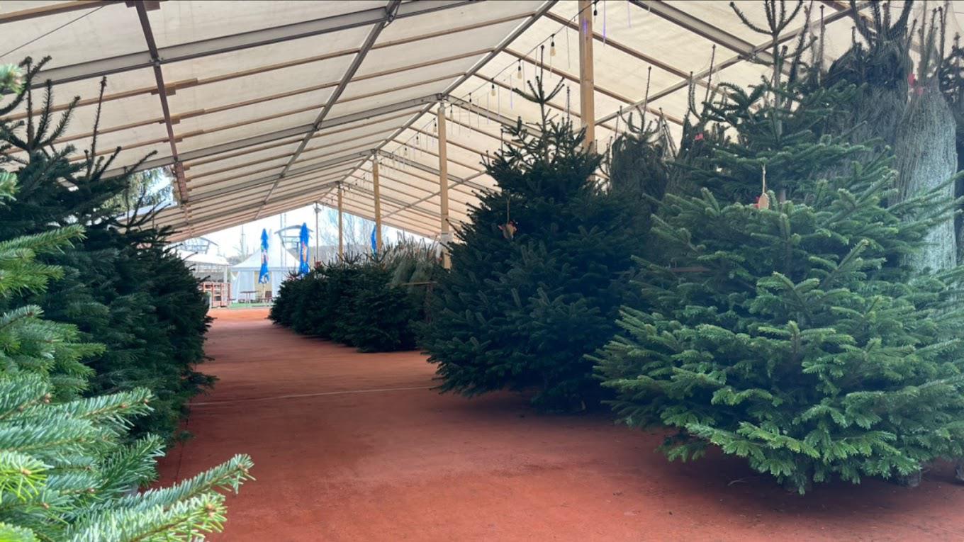 Vánoční Stromky - Lesy Florián