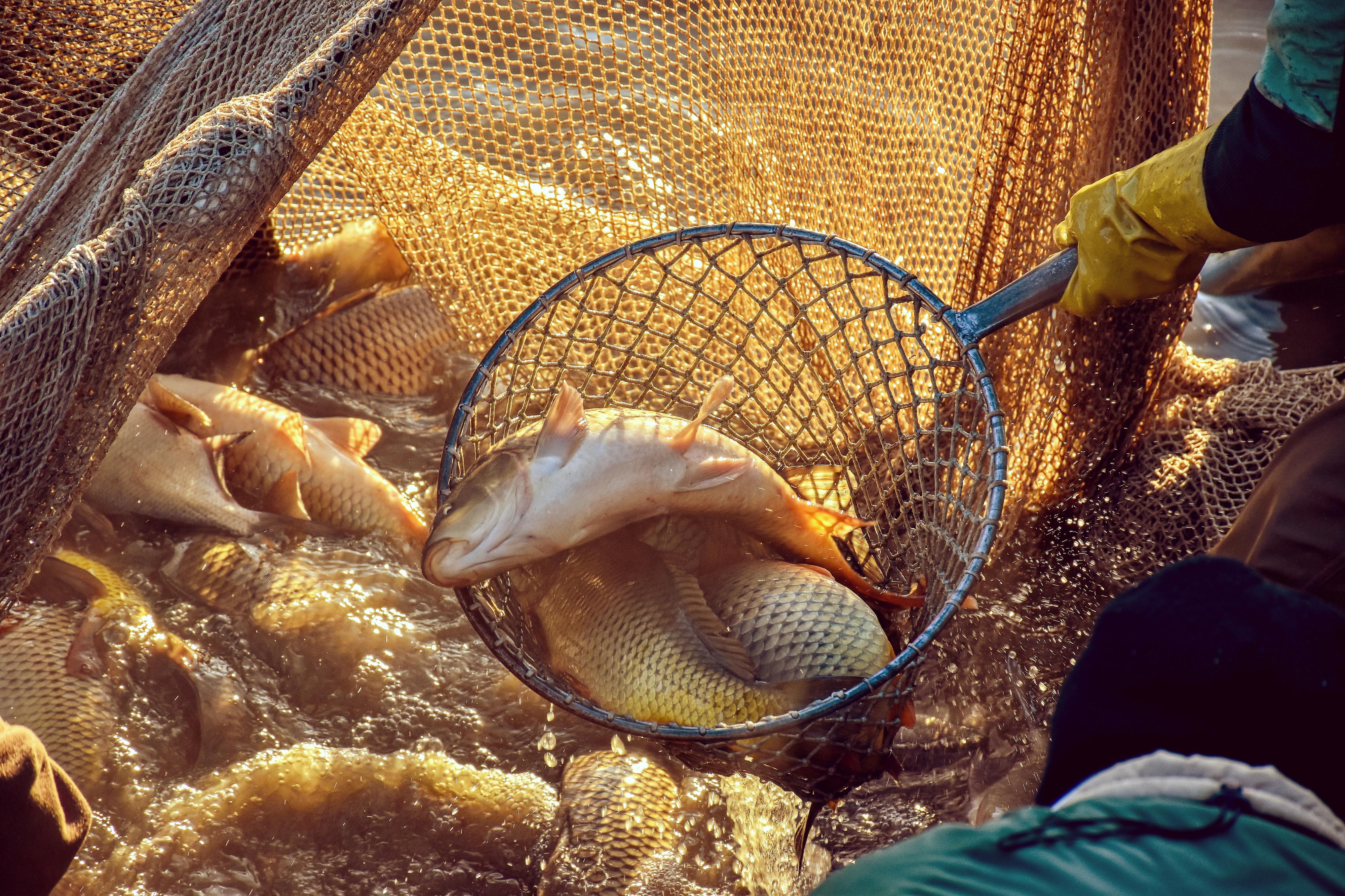 Radomil Macek - Vánoční kapři i další ryby foto 2