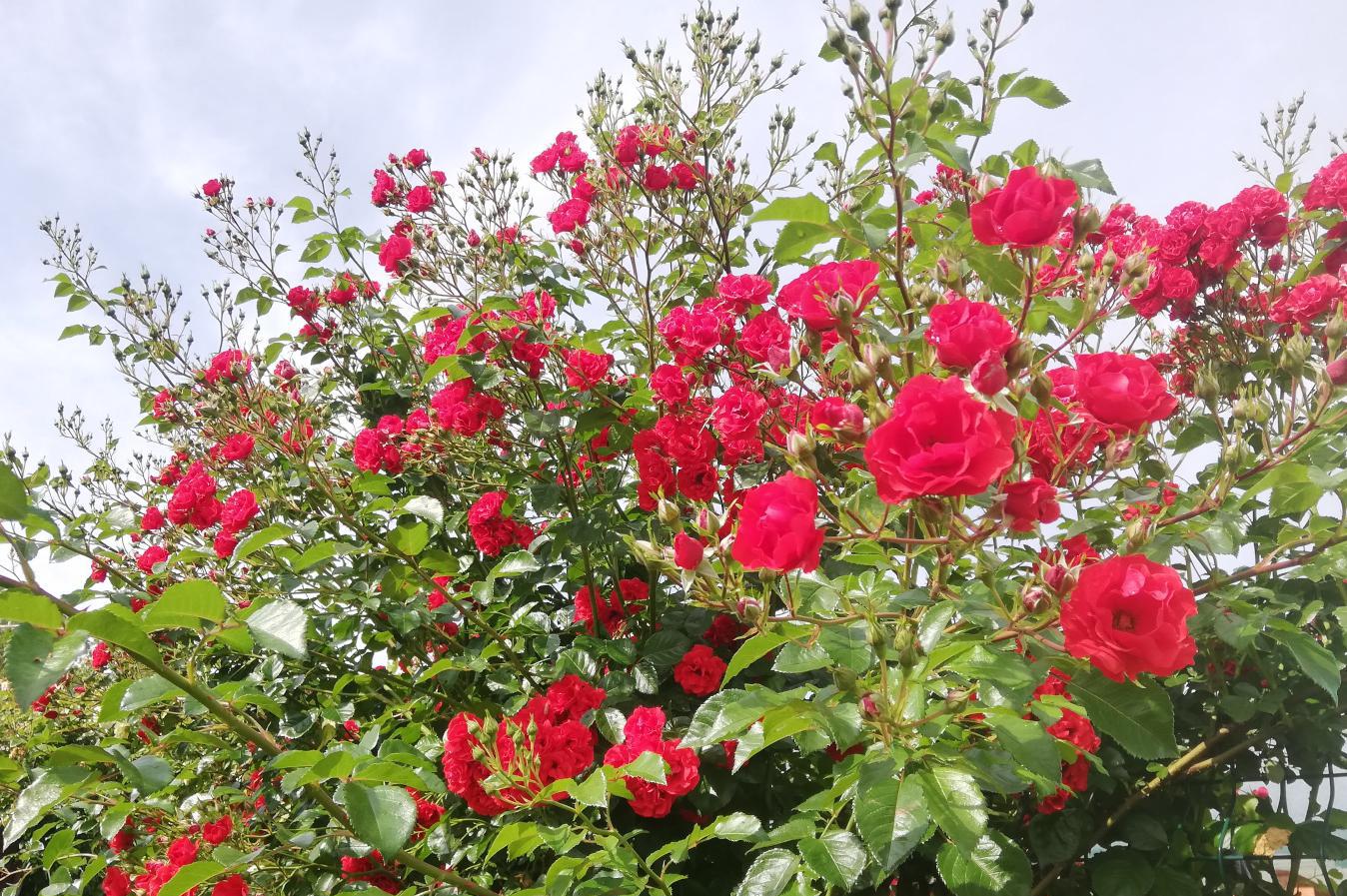 Zahradnictví Ředhošť