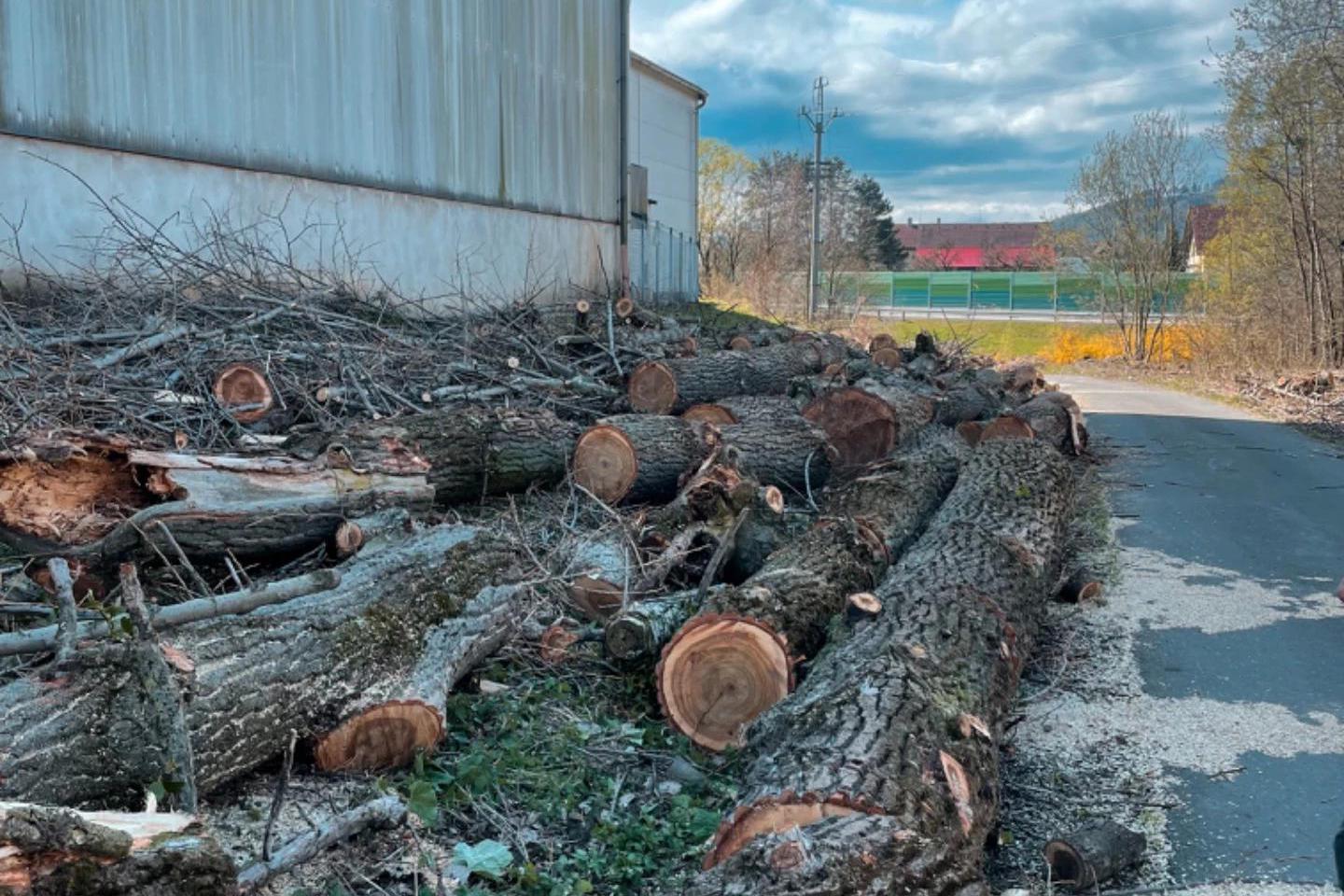 Etreestrvice - Rizikové kácení stromů