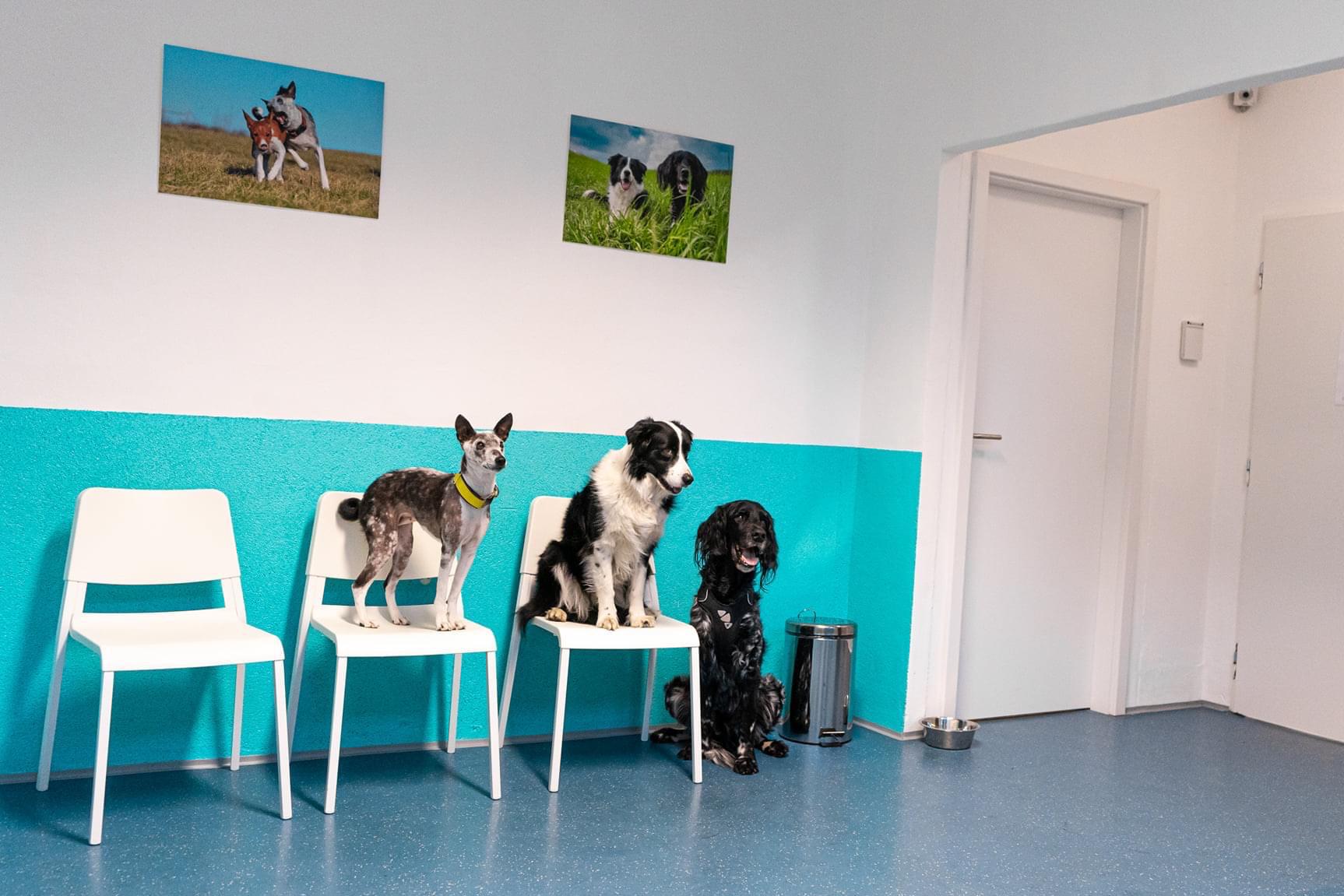 Vetix - veterinární ordinace Krč