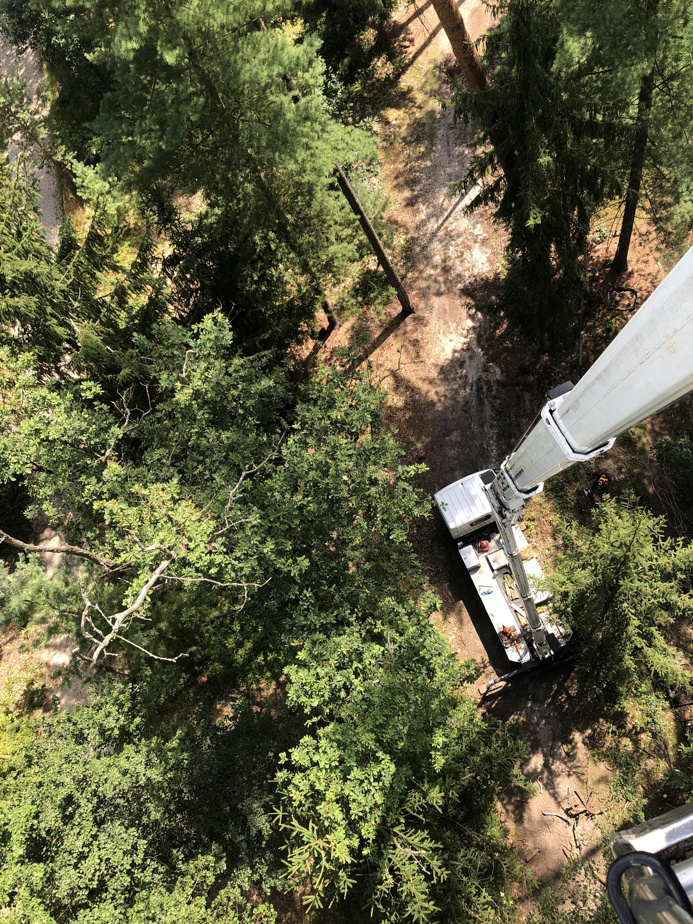 Štěpán Stryk - Arboristika & rizikové kácení foto 5