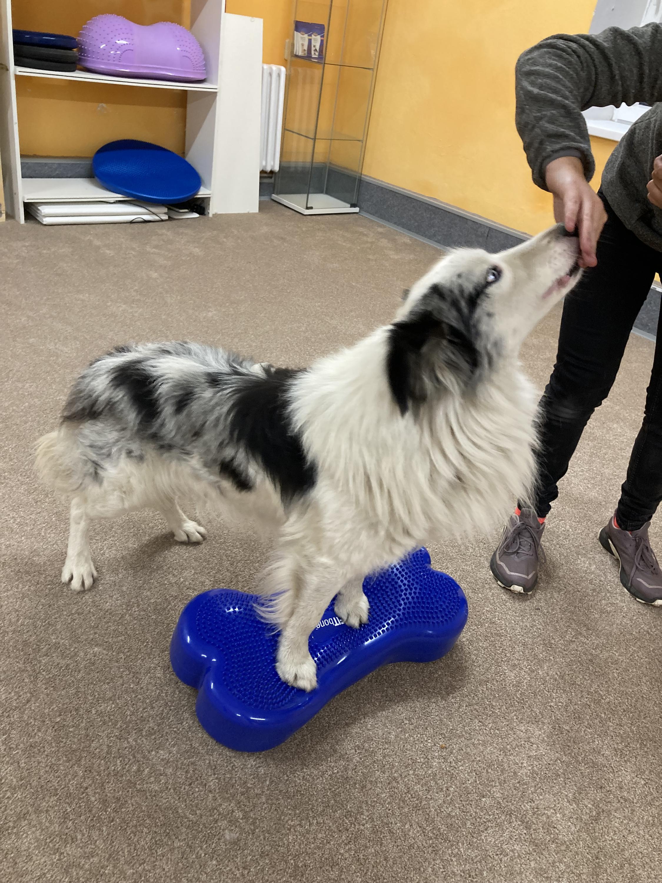 Petfyzio - fyzioterapie a rehabilitace psů foto 4