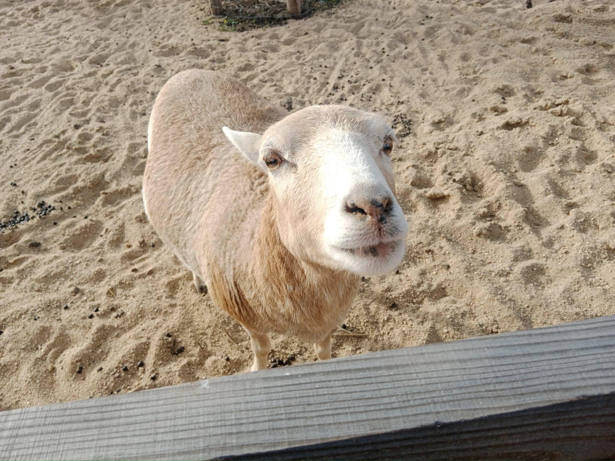 Merlin's Farm foto 4