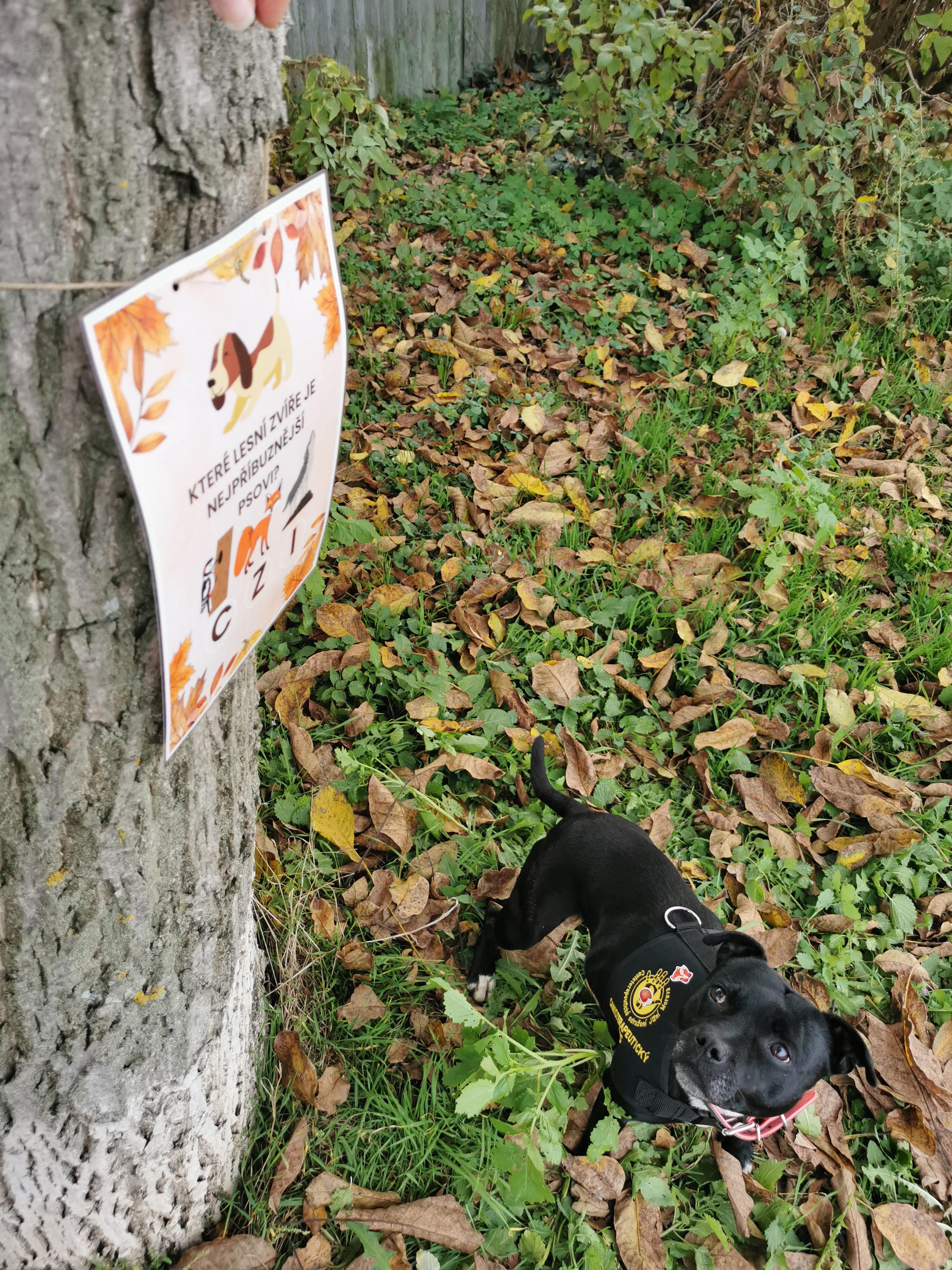 Nikol Terzijska Canisterapie foto 3