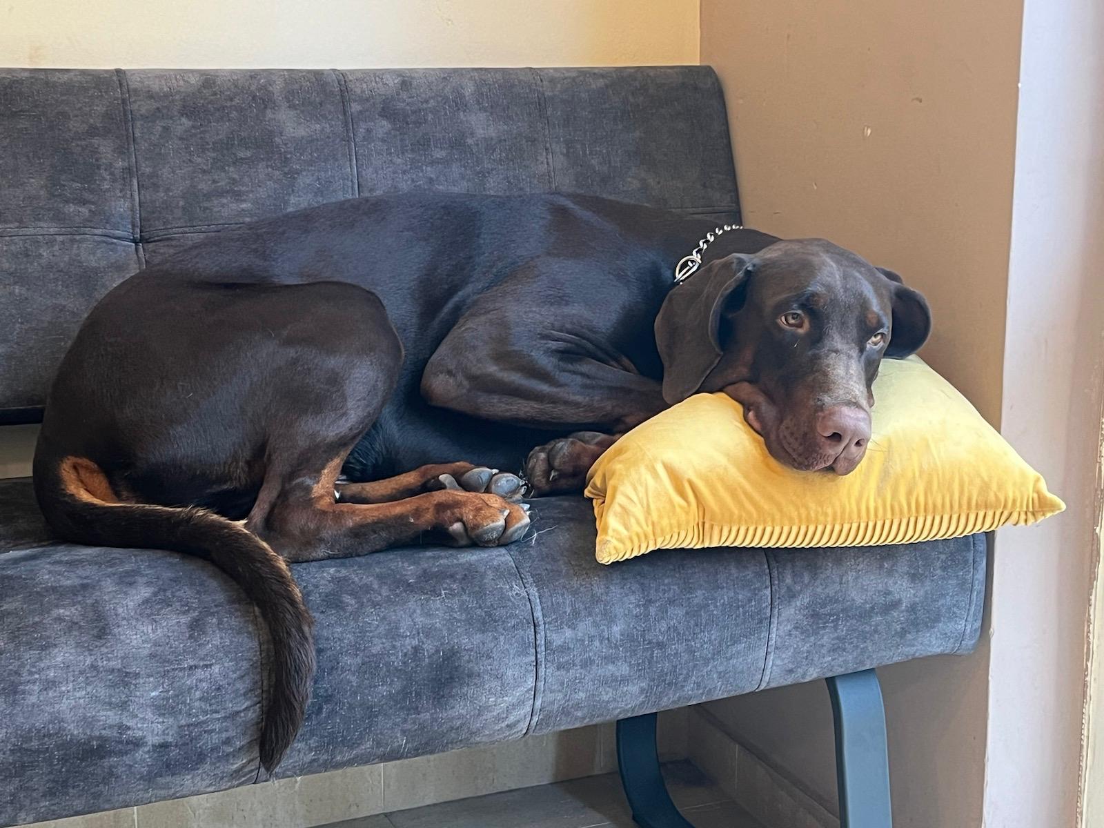 Oh my dog -  psí salon & wellness foto 3