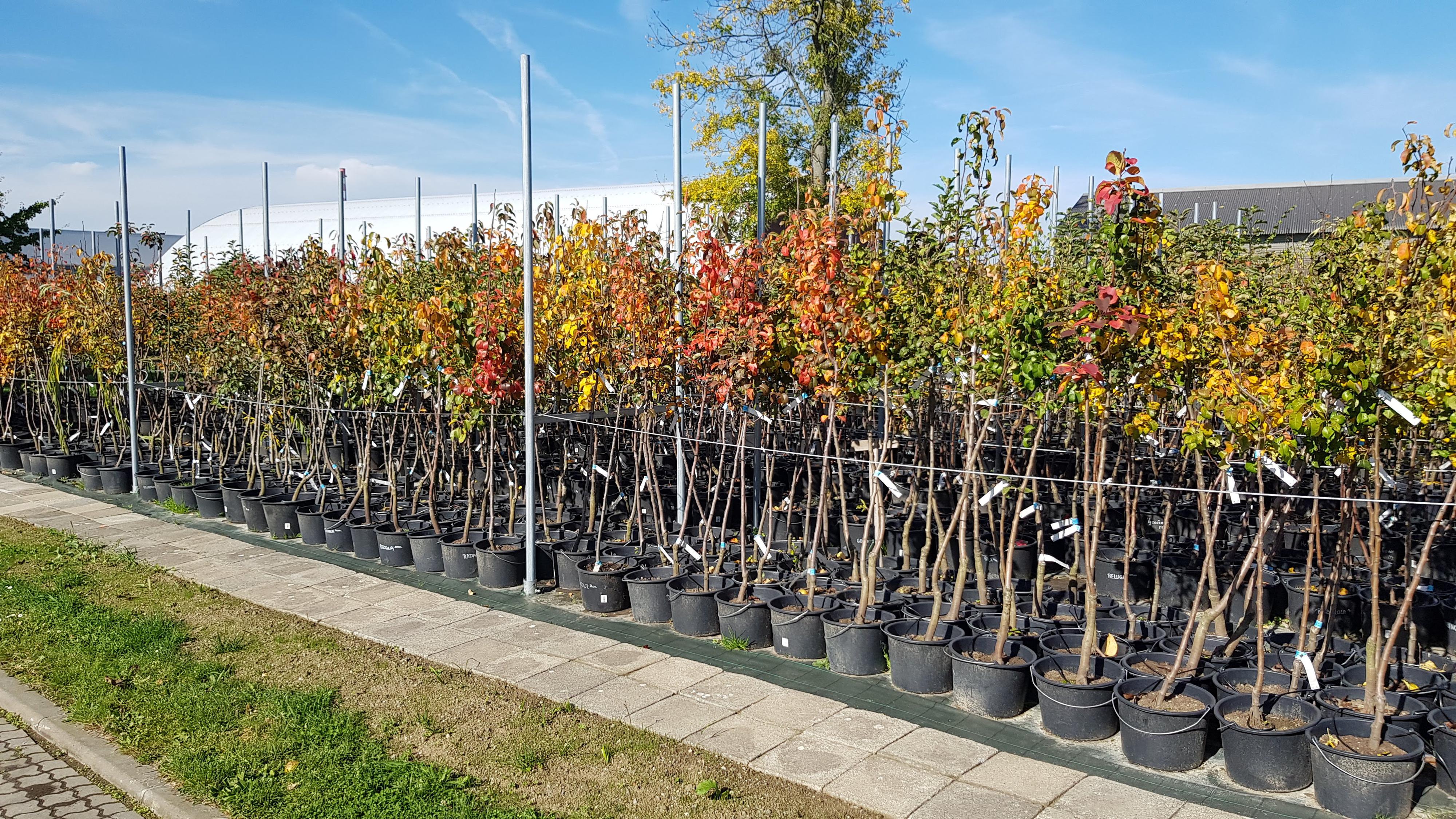 Zahradavystaviste.cz foto 4