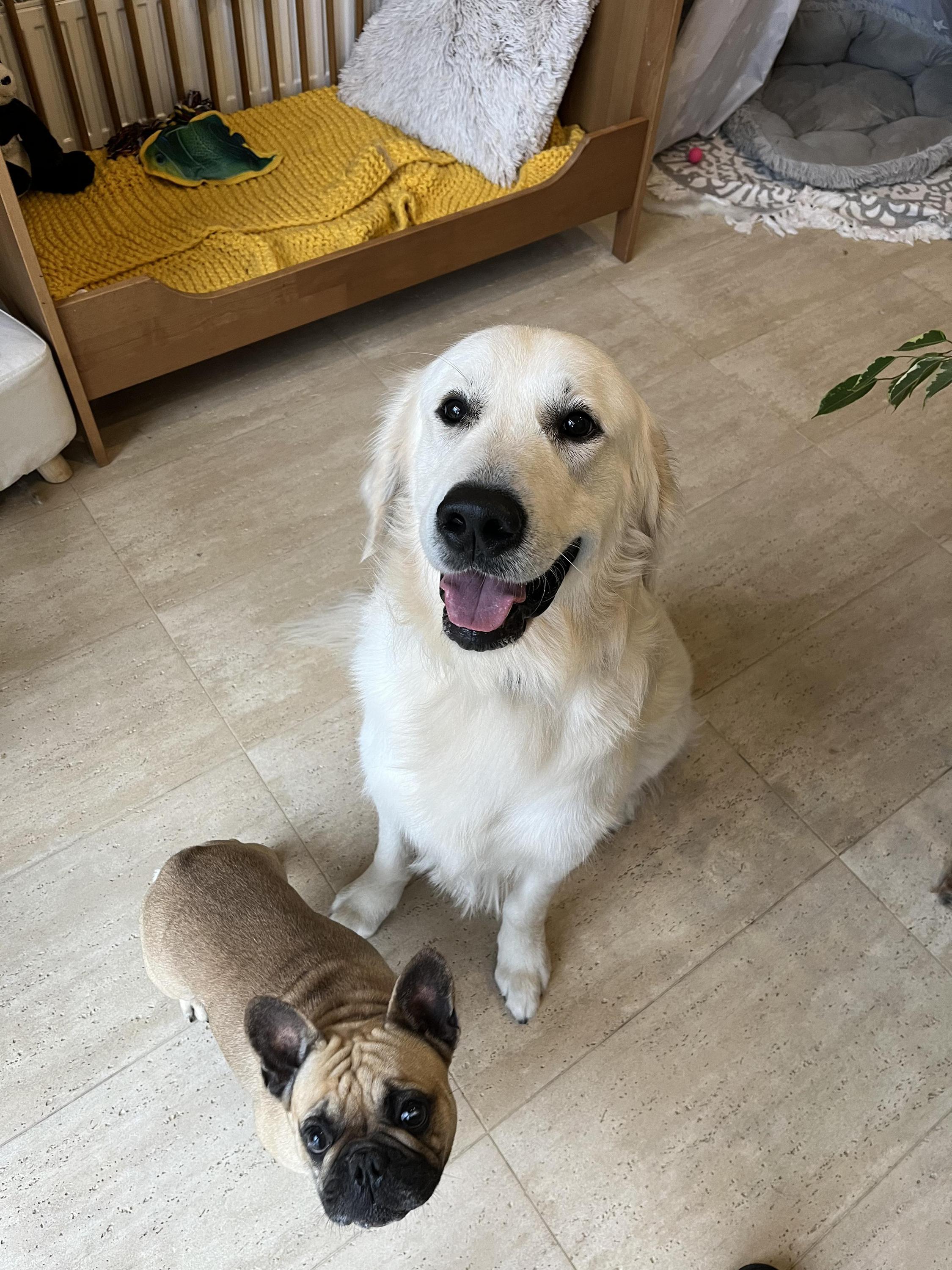Oh my dog -  psí salon & wellness foto 5
