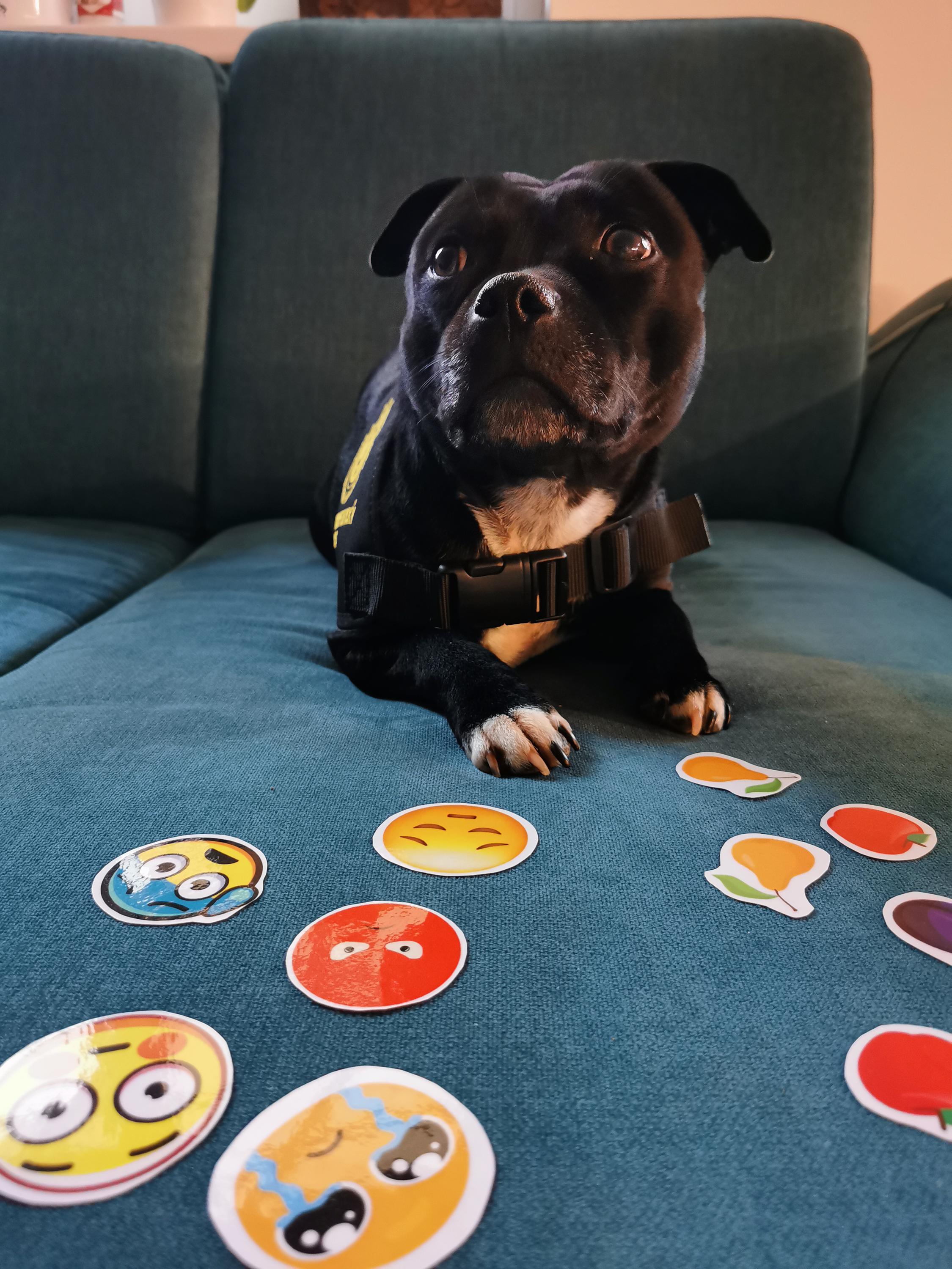 Nikol Terzijska Canisterapie foto 5