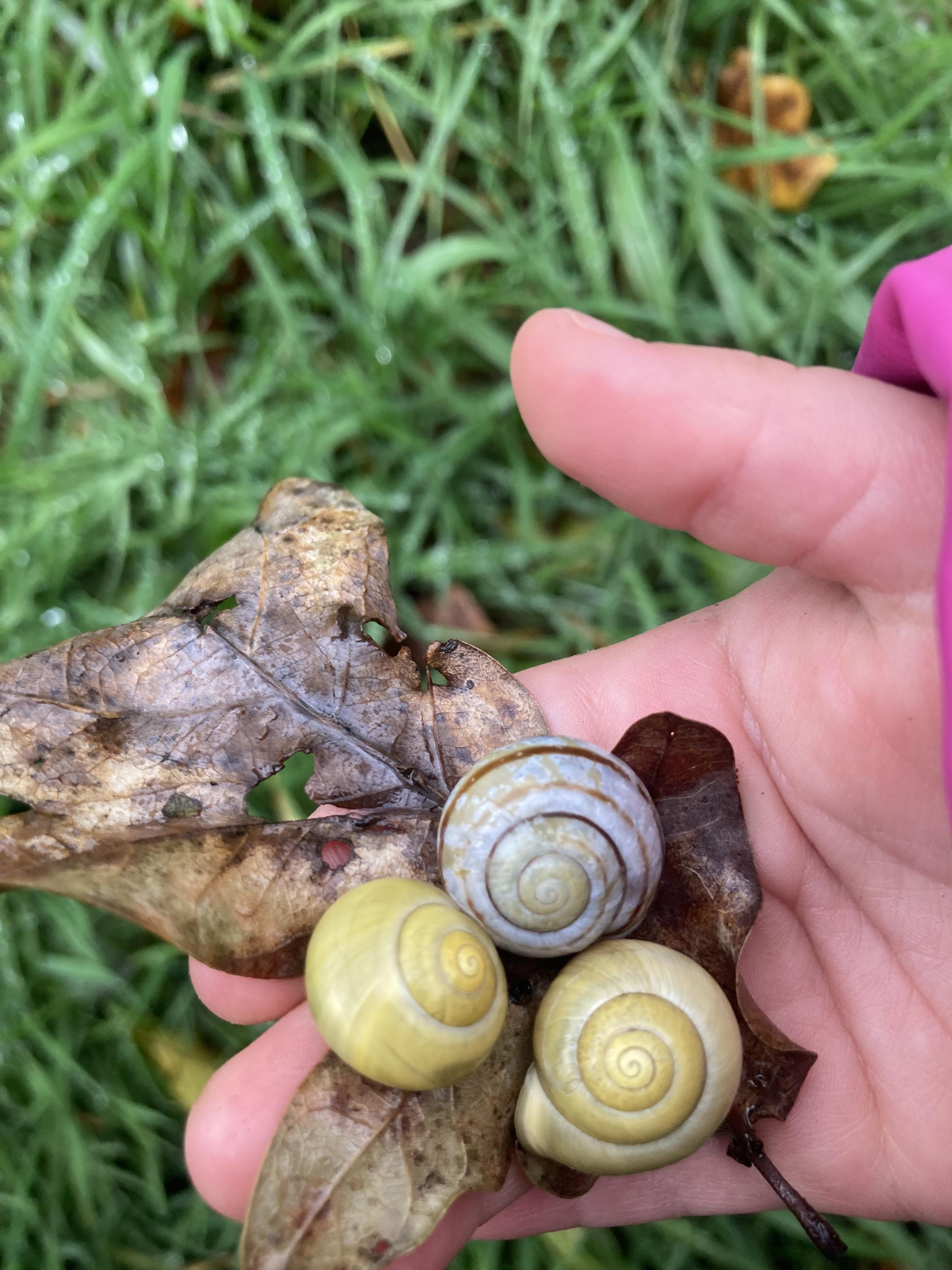 Lesní mateřská škola a komunitní klub Pecka foto 5