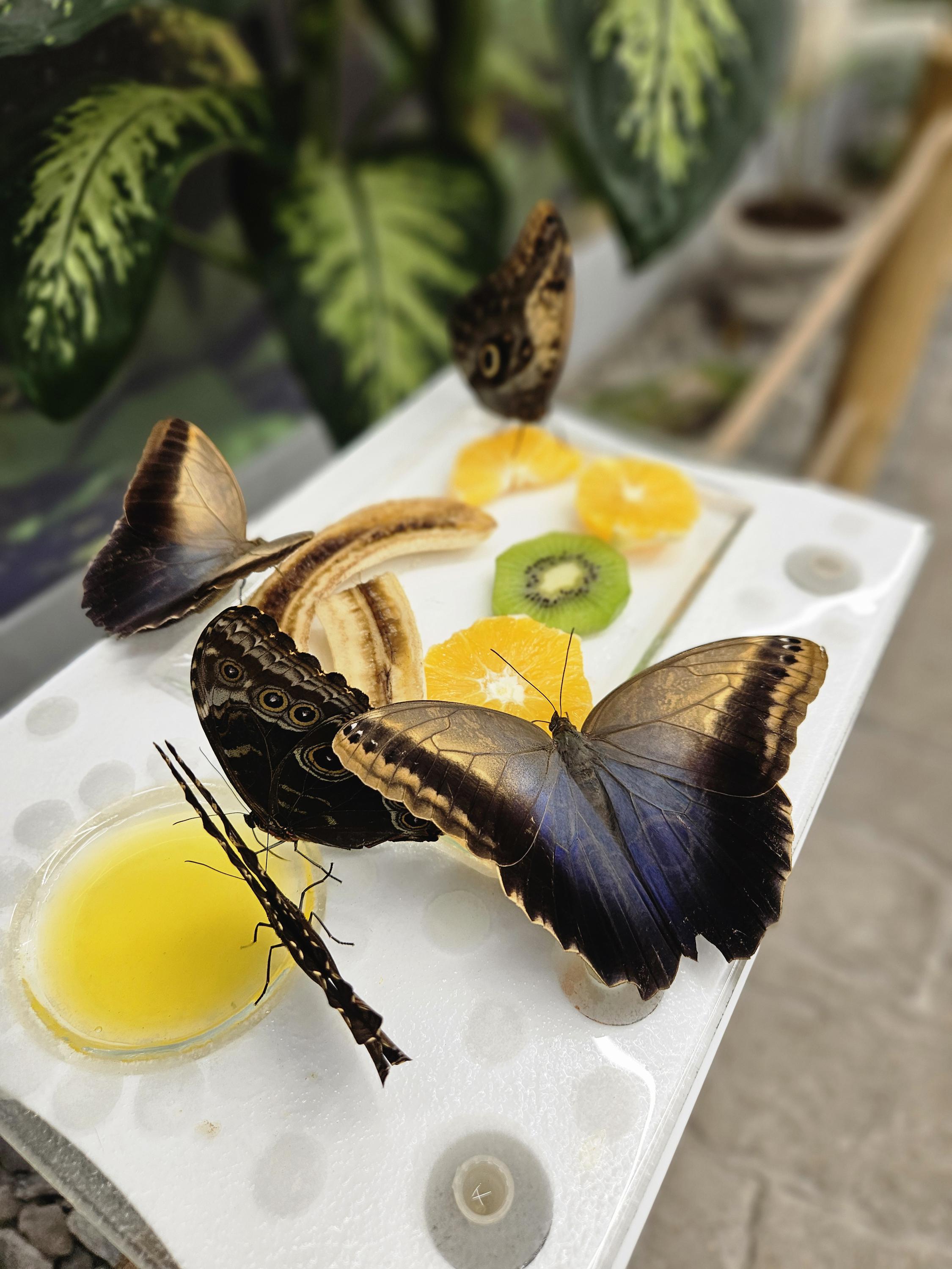 Papilonia – motýlí dům Karlštejn foto 2