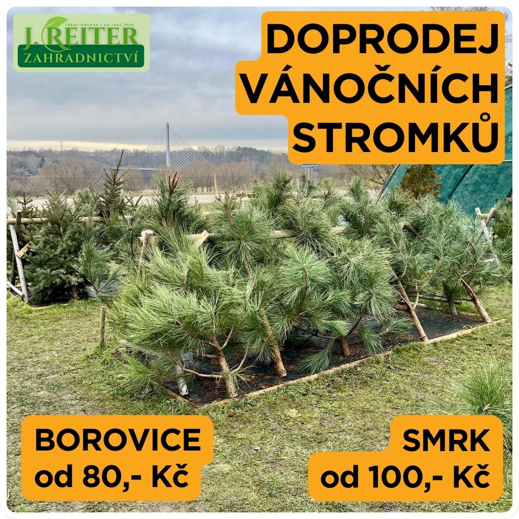 Zahradnictví Tábor – J.Reiter foto 5