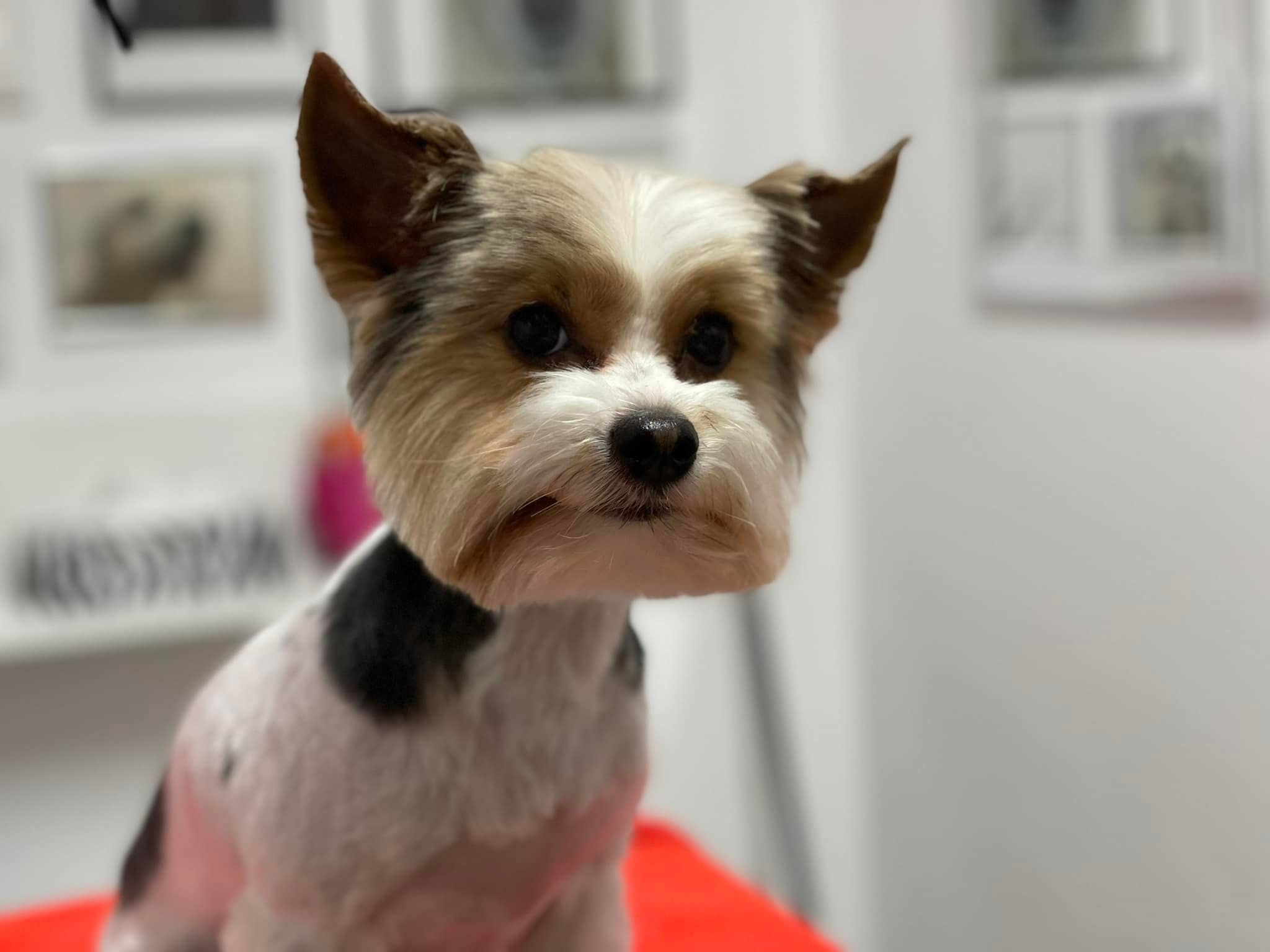 Salon pro psy u Ivety foto 4