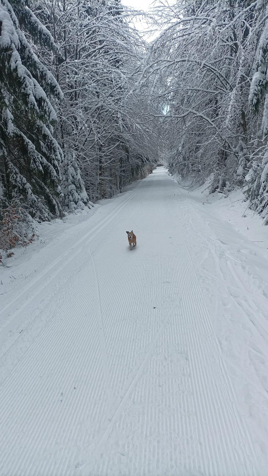 Chaloupka pod lípou foto 2