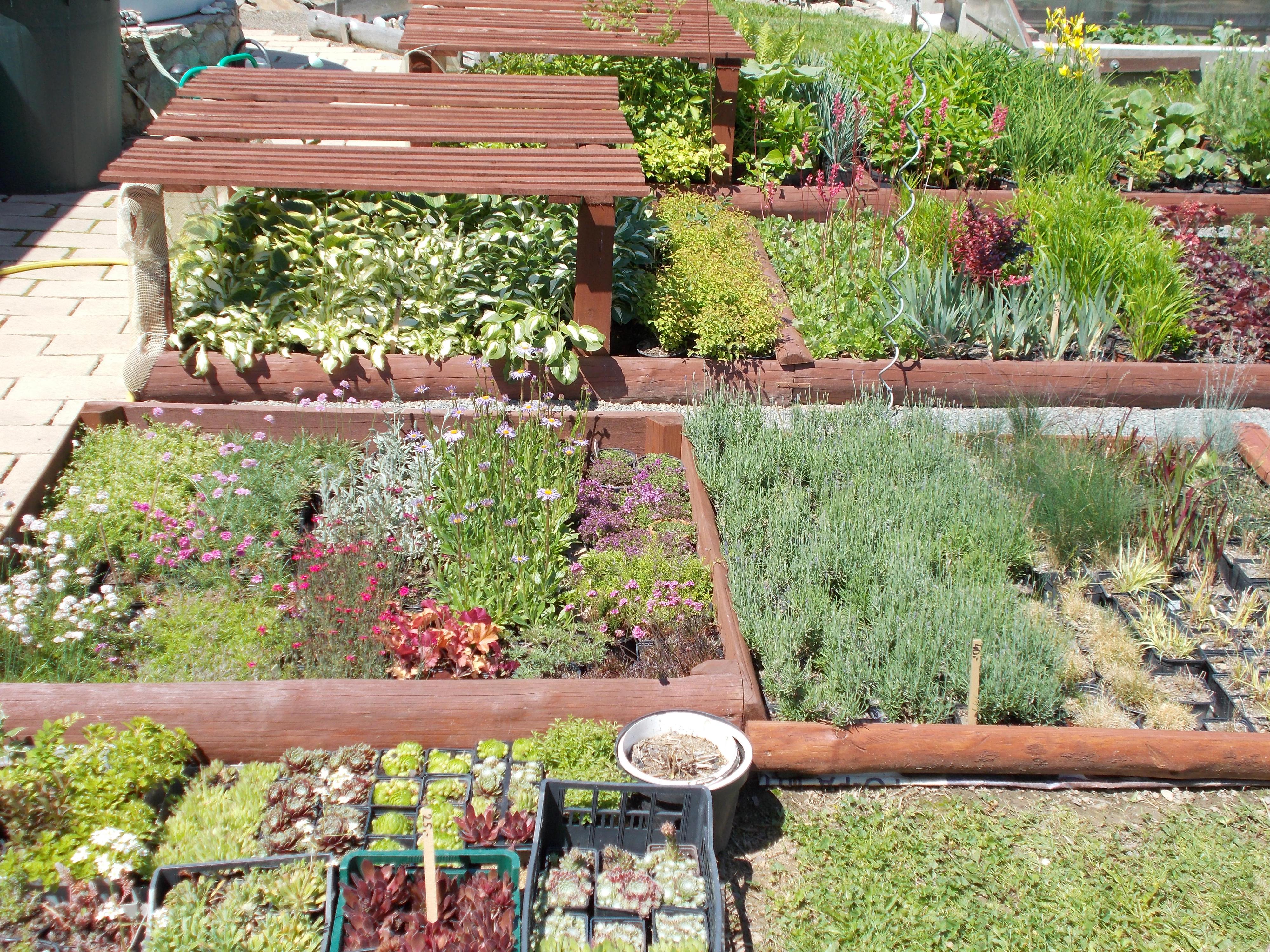 Zahradnická večerka Suchý - Miloš Trefný foto 3