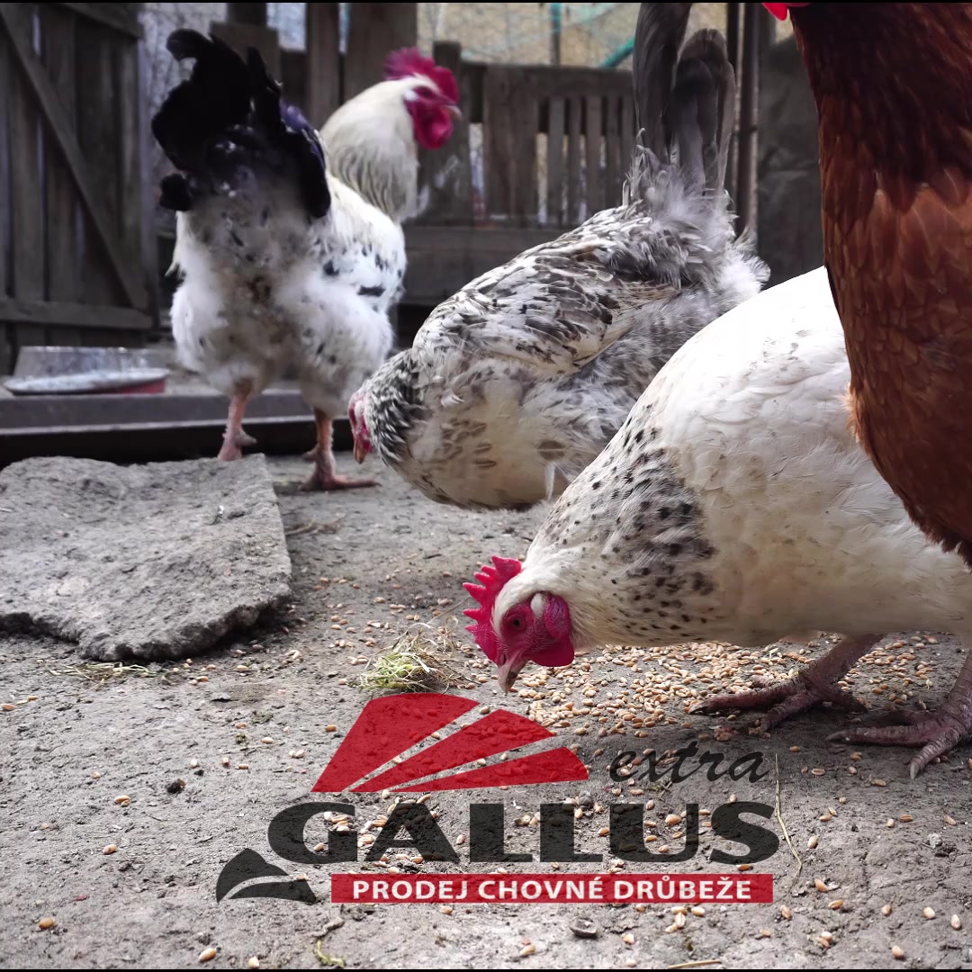 GALLUS EXTRA foto 2 (náhled videa)